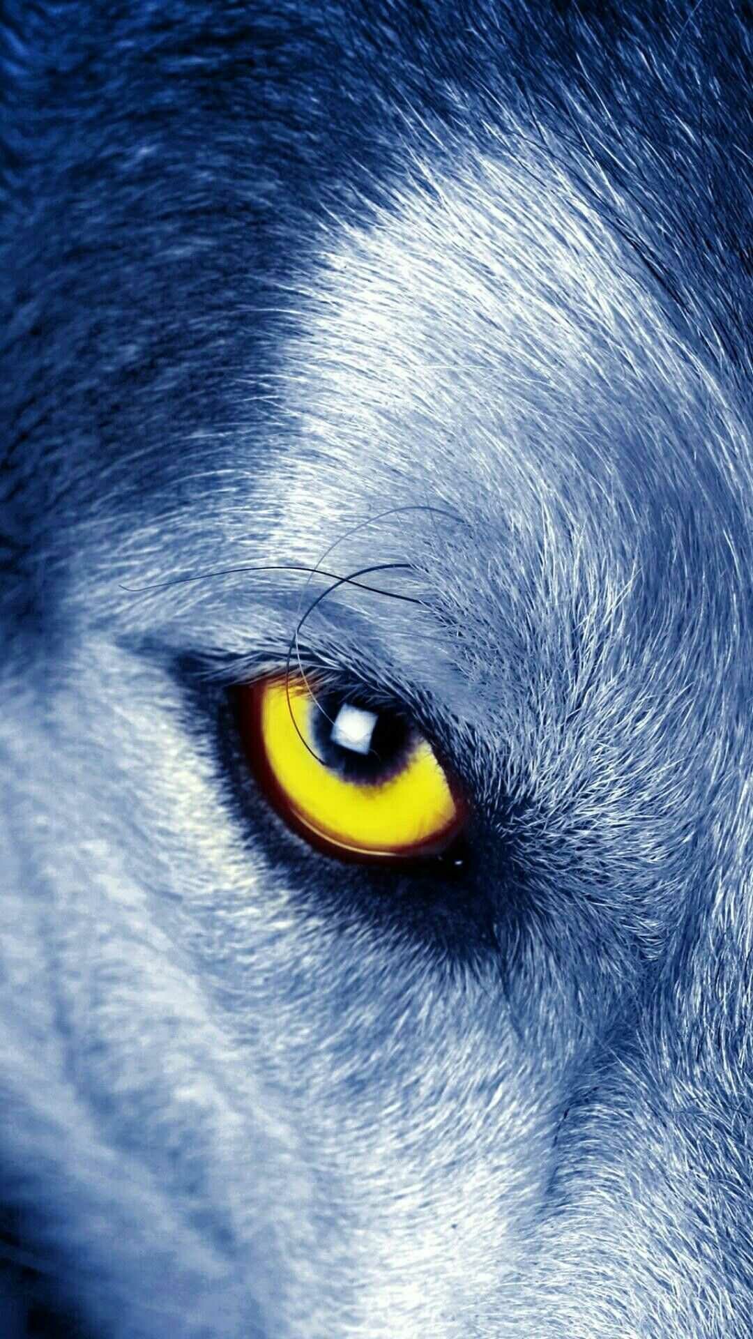 Close-up, Wolves Wallpaper, 1080x1920 Full HD Phone