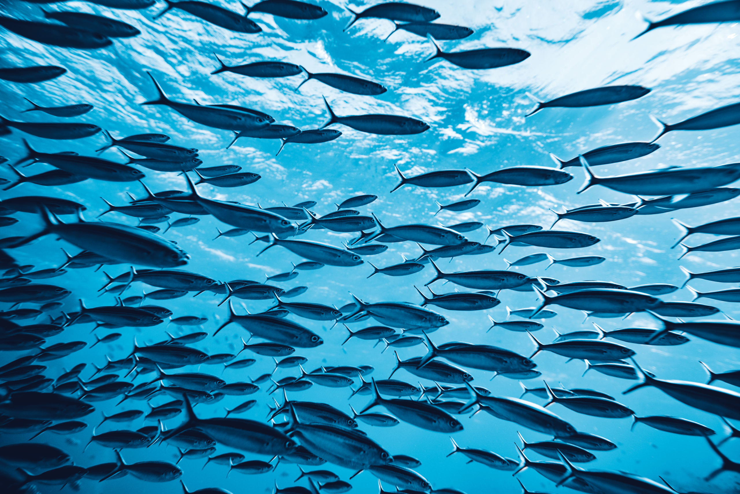 Dense school of baitfish, Backlit water surface, Blue open ocean, HD Desktop wallpaper