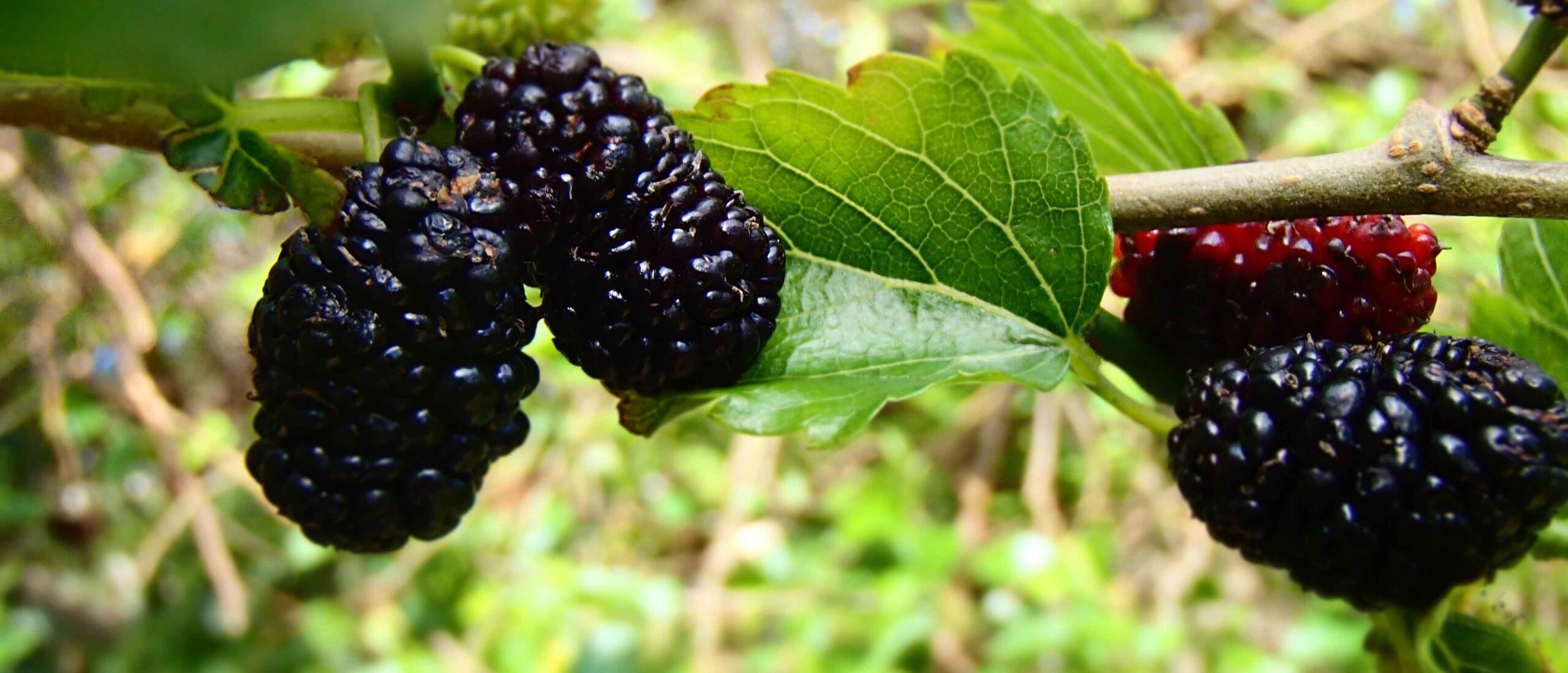 Mulberry farming, Georgia's niche product, Eastfruit market, Unique crop, 2560x1100 Dual Screen Desktop