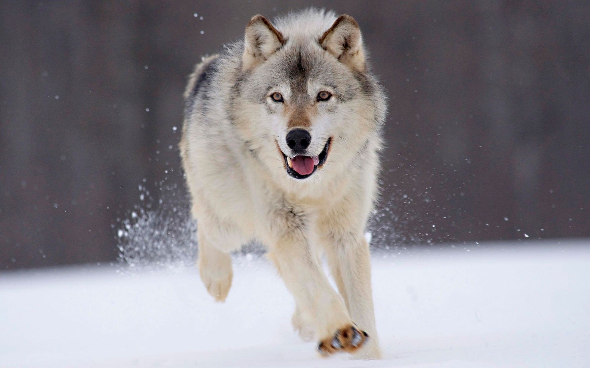 Gray Wolf, Gray wolf widescreen, Beautiful wolves, Wild animals, 1920x1200 HD Desktop