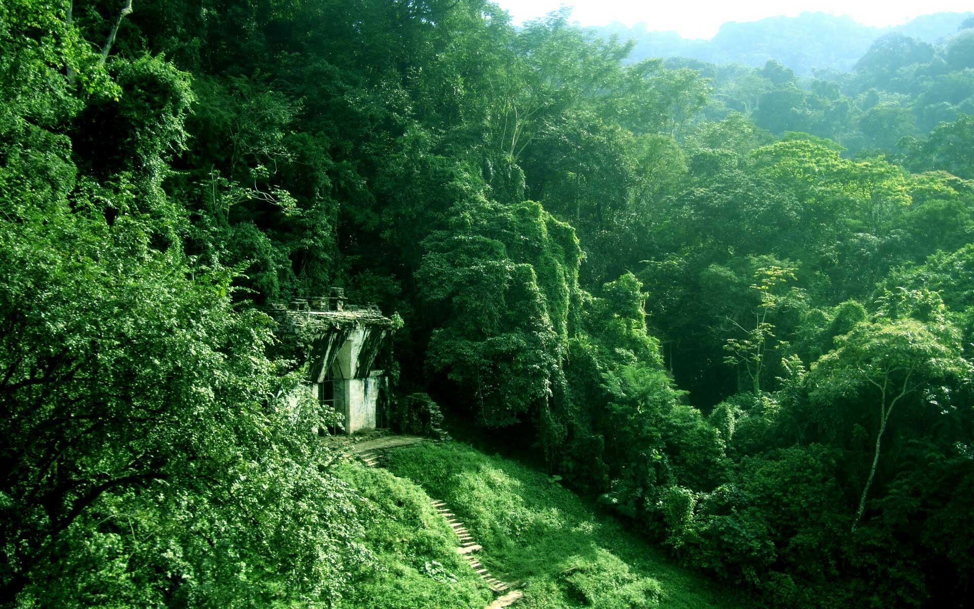 Vibrant greenery, Nature's playground, Untamed wilderness, Enchanting beauty, 1920x1200 HD Desktop