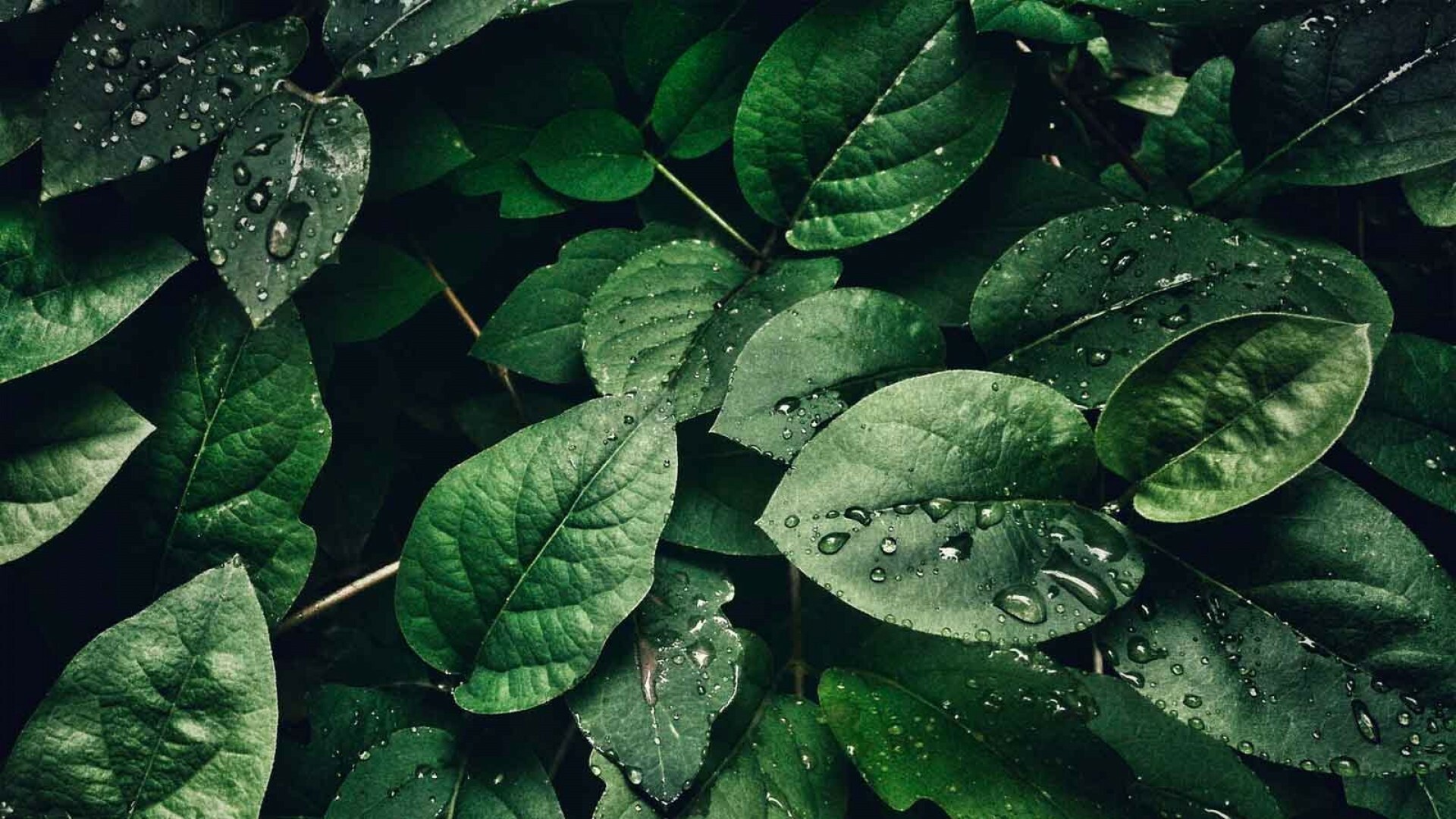 Leaf beauty, Nature's artwork, Serene wallpapers, Organic simplicity, 1920x1080 Full HD Desktop