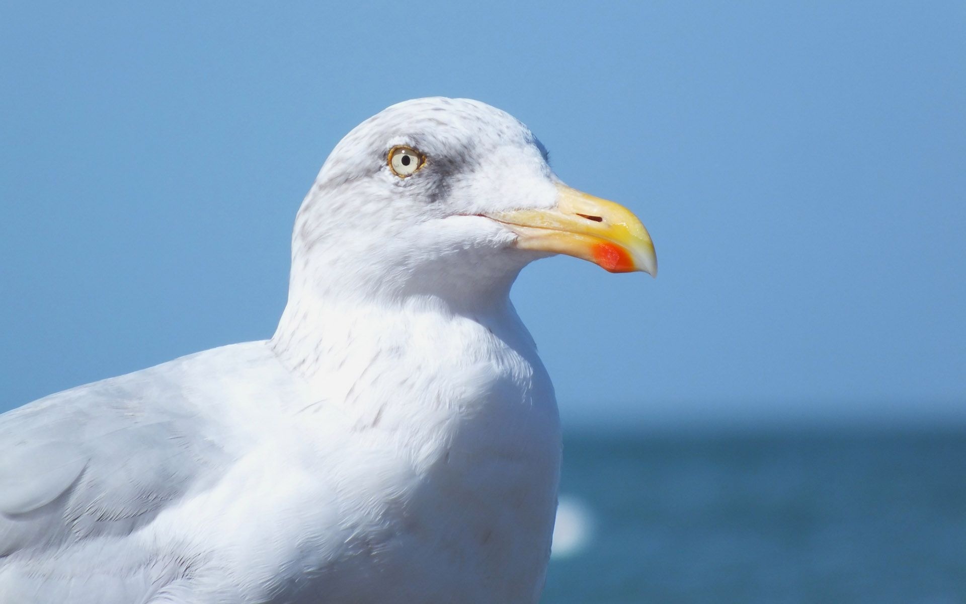 Blue, White, Seagull, Wallpaper, 1920x1200 HD Desktop