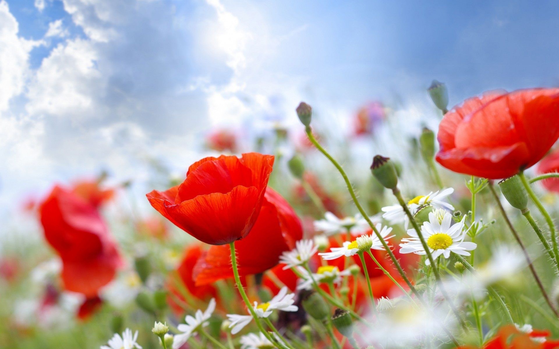 red corn poppies, white chamomile flowers, sunny wildflower meadow, HD Desktop wallpaper