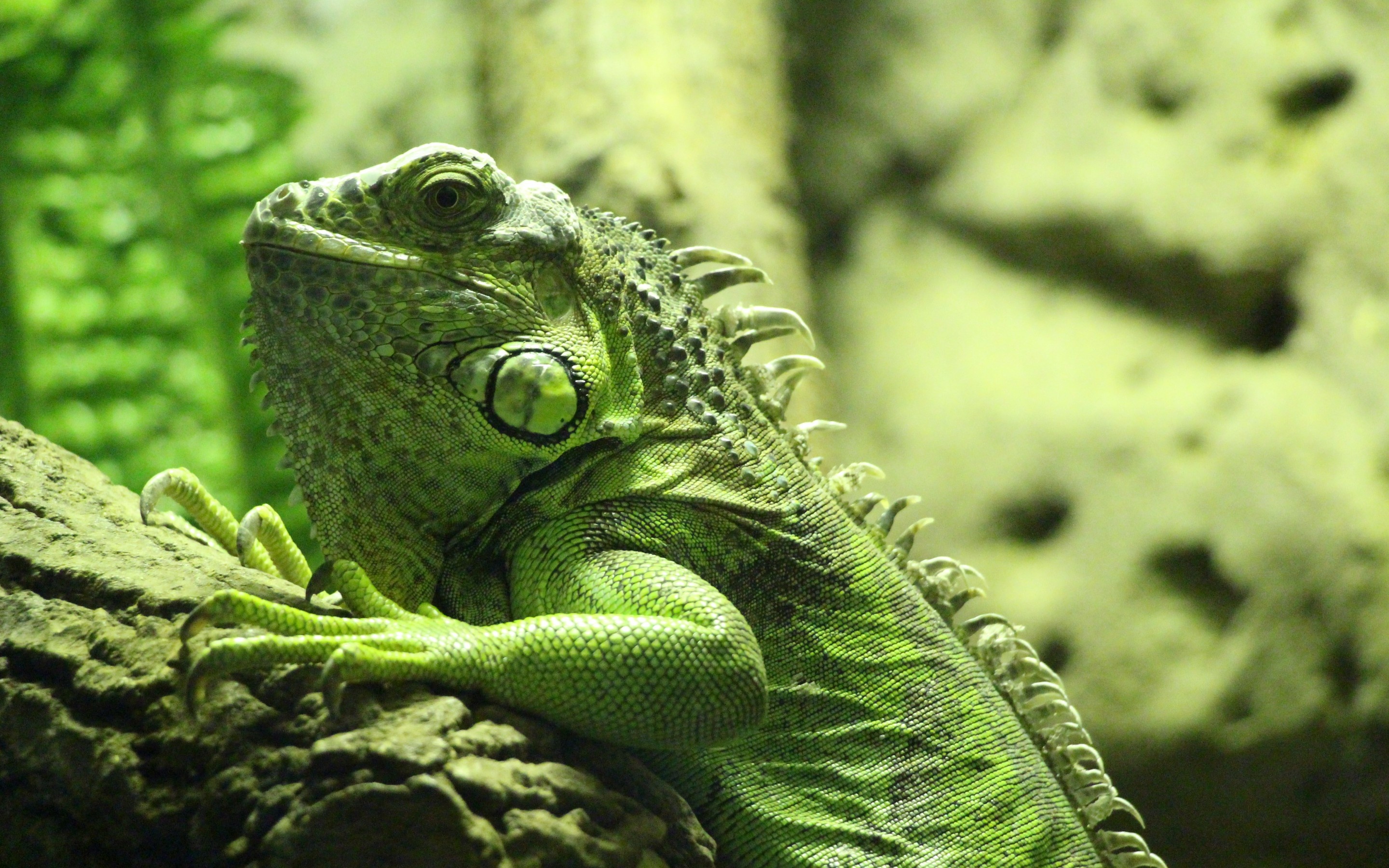 Iguana, HD wallpaper, Detailed texture, Reptile photography, 2880x1800 HD Desktop