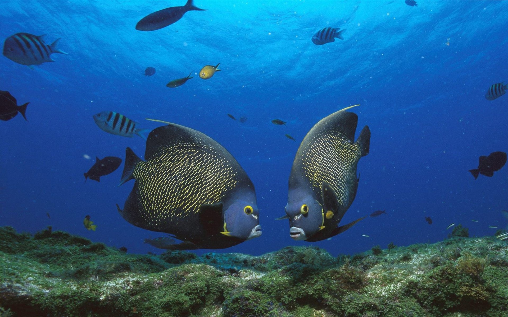 Angelfish, Phone Wallpaper, Ethan Johnson, Underwater, 1920x1200 HD Desktop