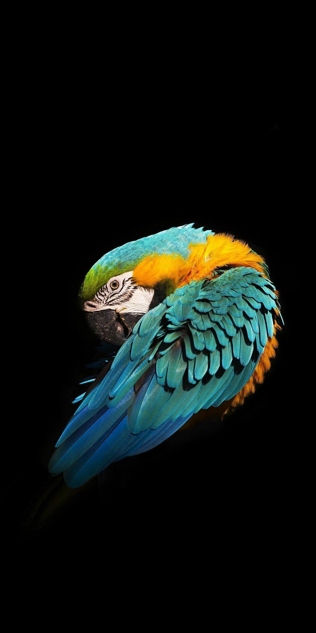 Bird wallpaper, Parrot wallpaper, 1080x2160 HD Phone