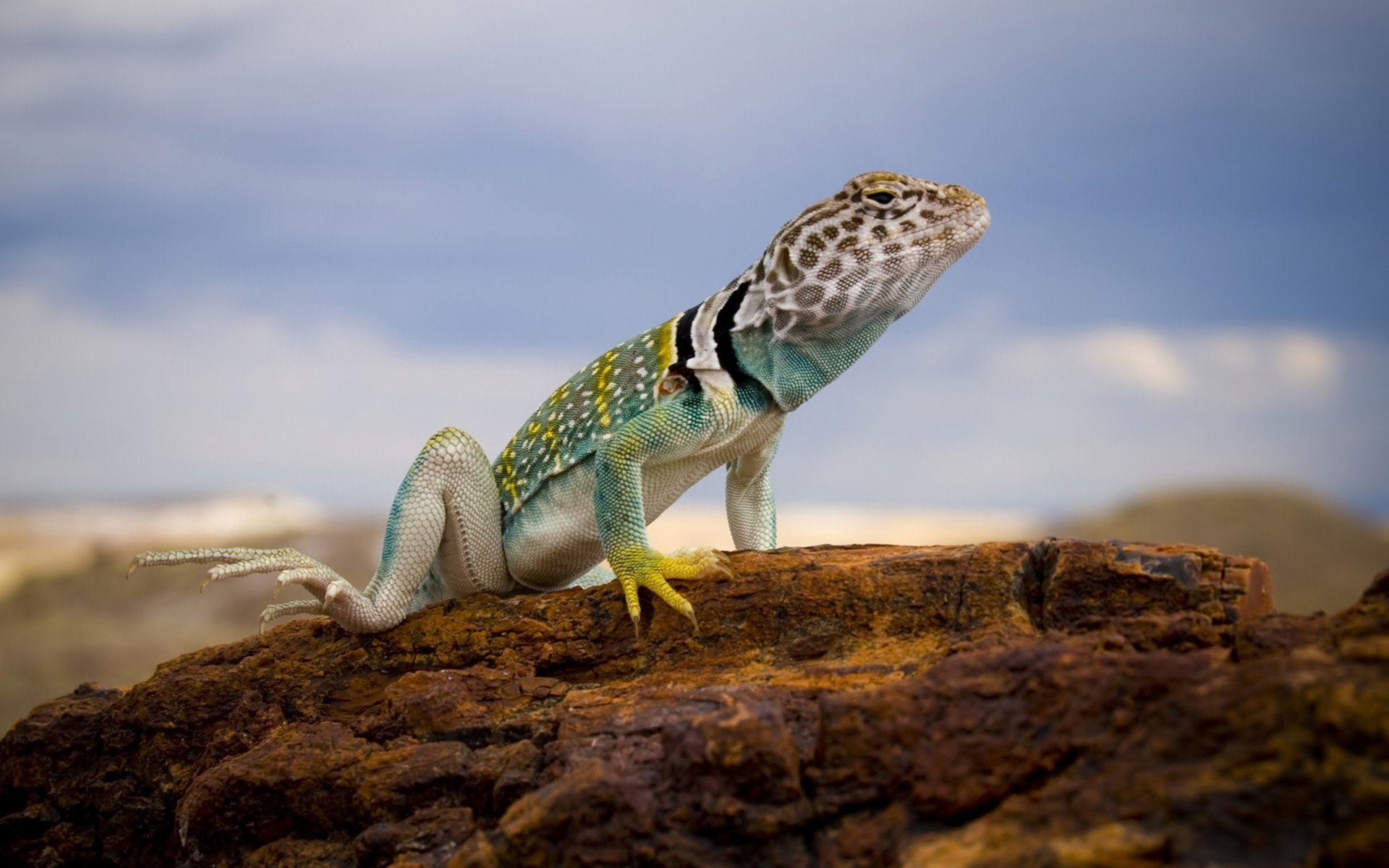 10 collared lizard wallpapers, 1920x1200 HD Desktop