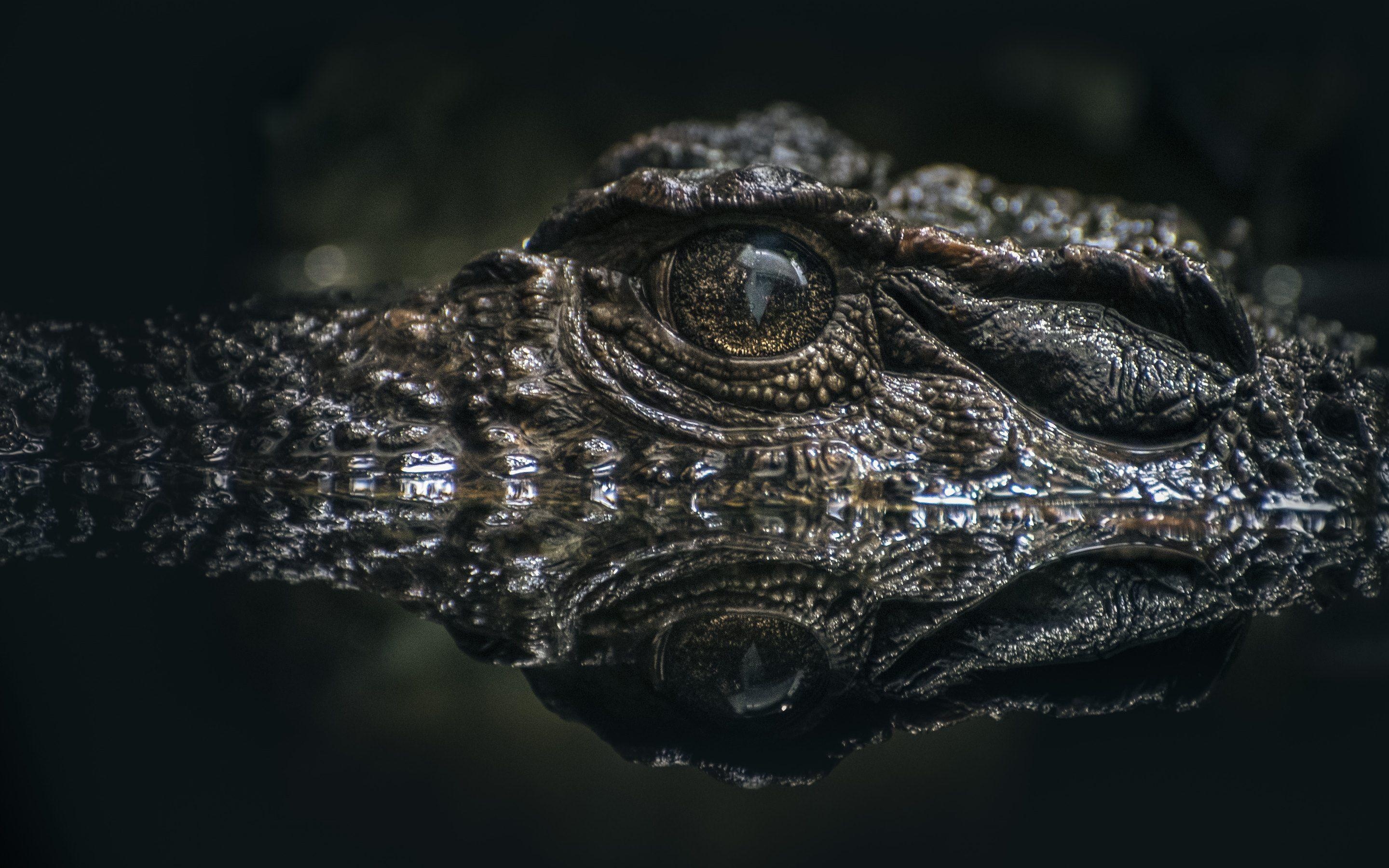 Alligator eye, Crocodiles Wallpaper, 2880x1800 HD Desktop