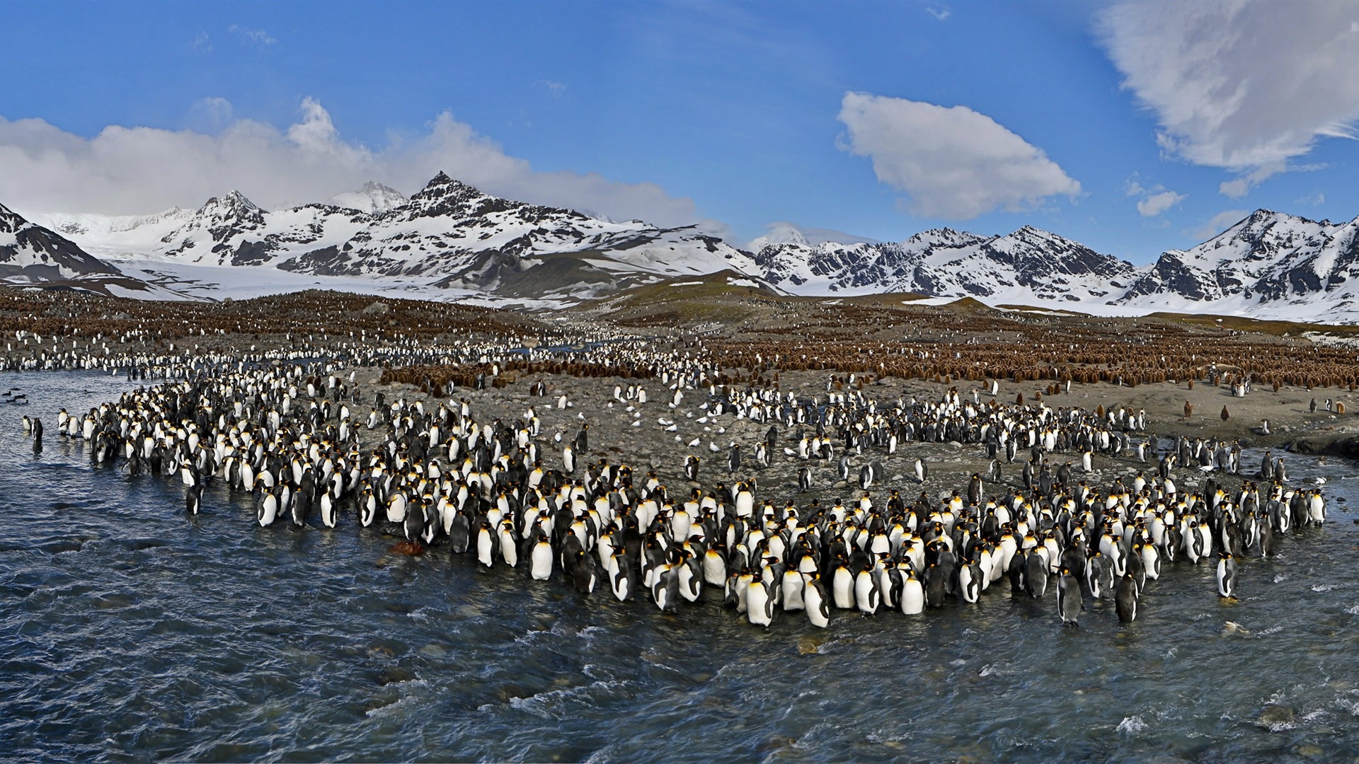 Penguin, Antarctic beauty, KDE store, Nature's marvel, 1920x1080 Full HD Desktop