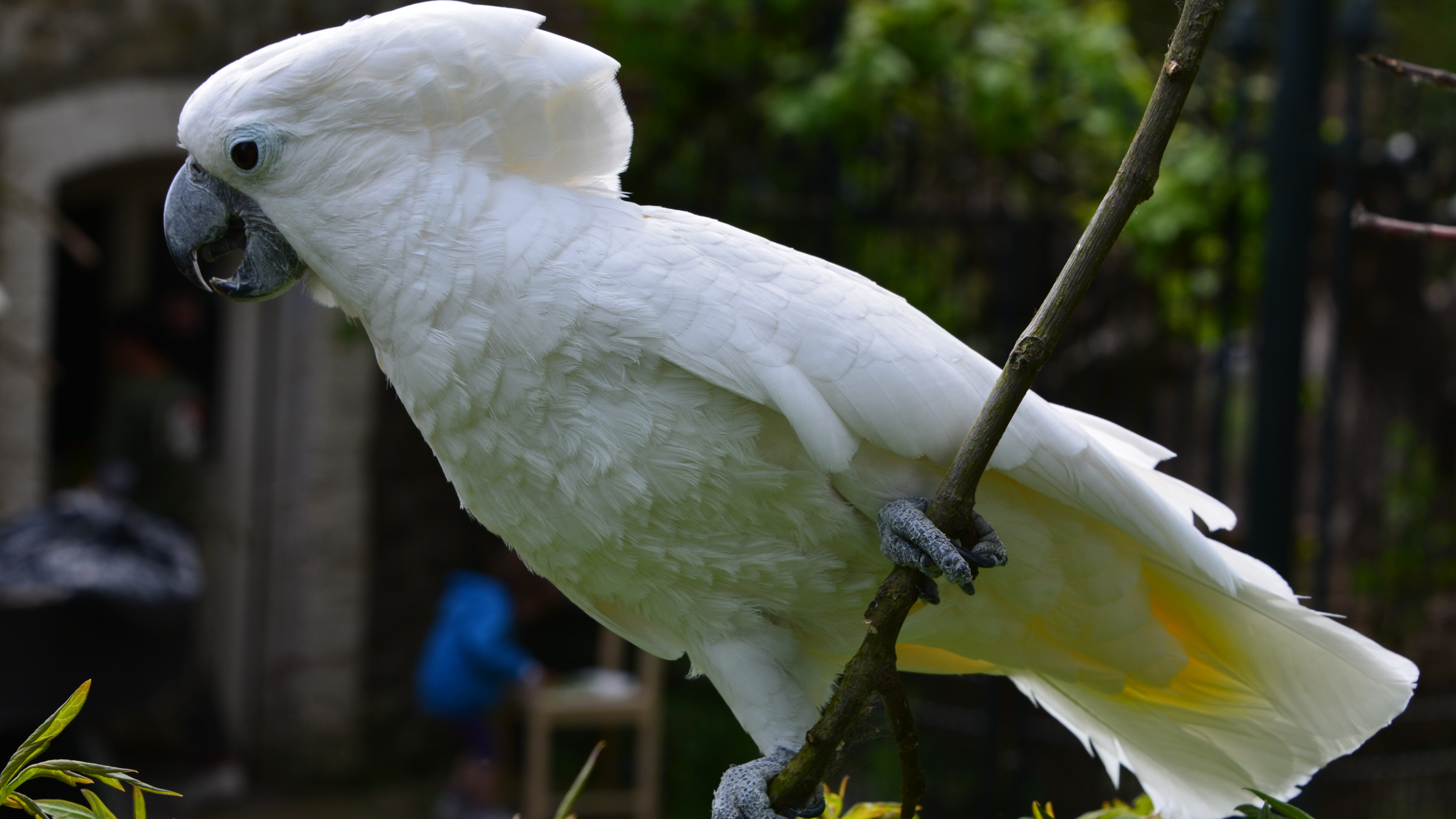 White cockatoo, Desktop wallpaper, Elegant and graceful, 3840x2160 4K Desktop