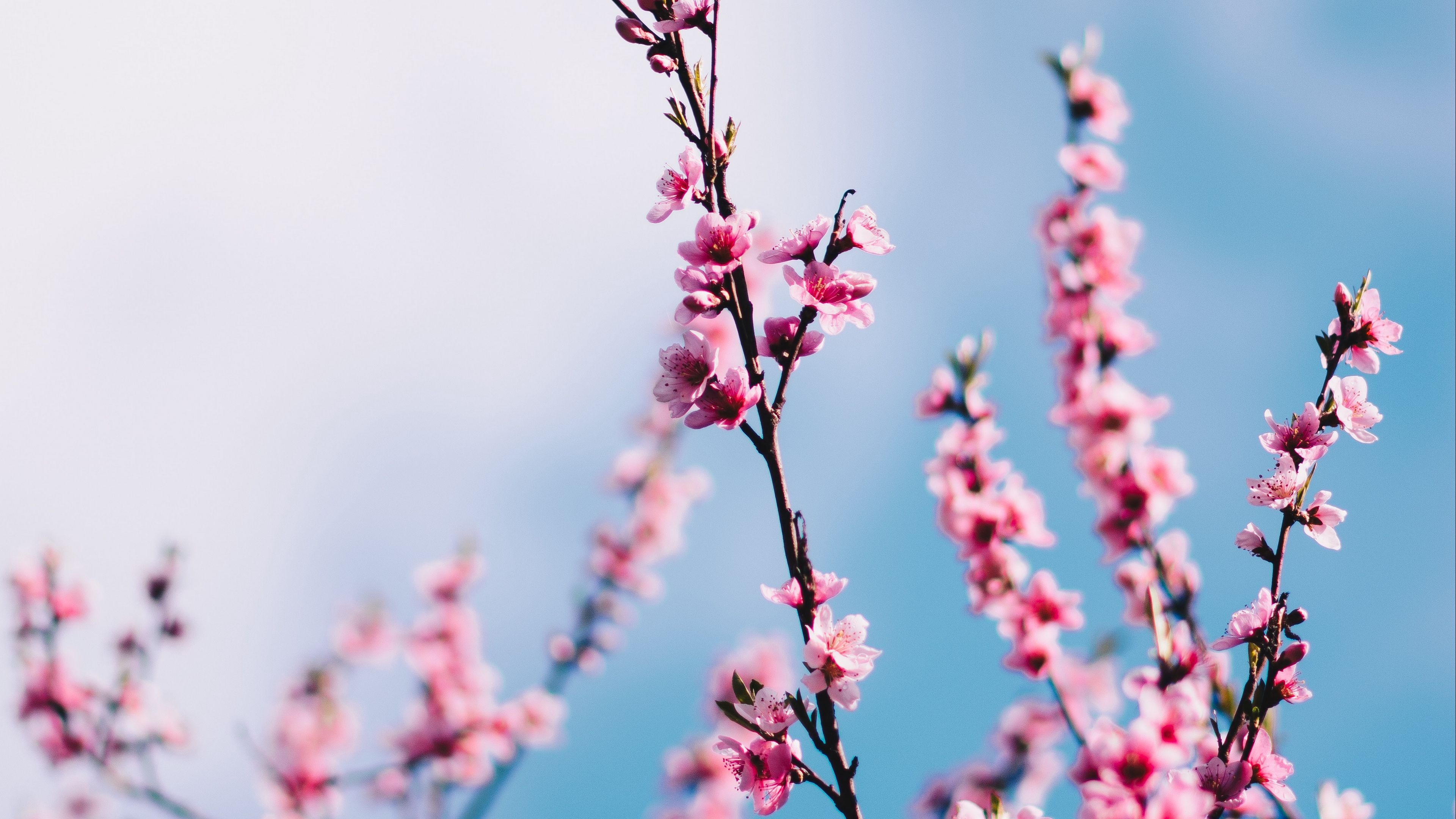 Blooming sakura branches, Pink cherry blossoms, Clear blue sky, 4K Desktop wallpaper