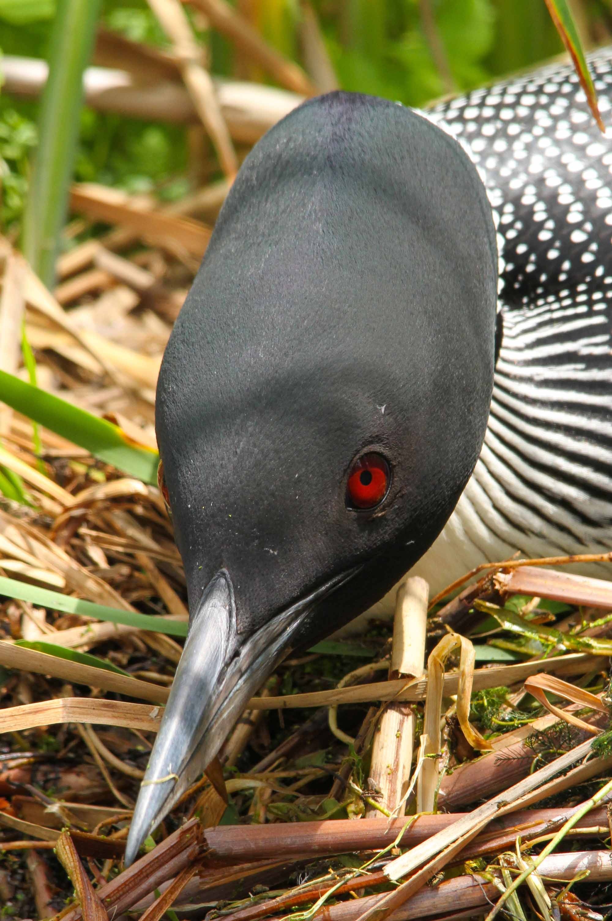 Loon, Canadian encyclopedia, 2000x3010 HD Phone