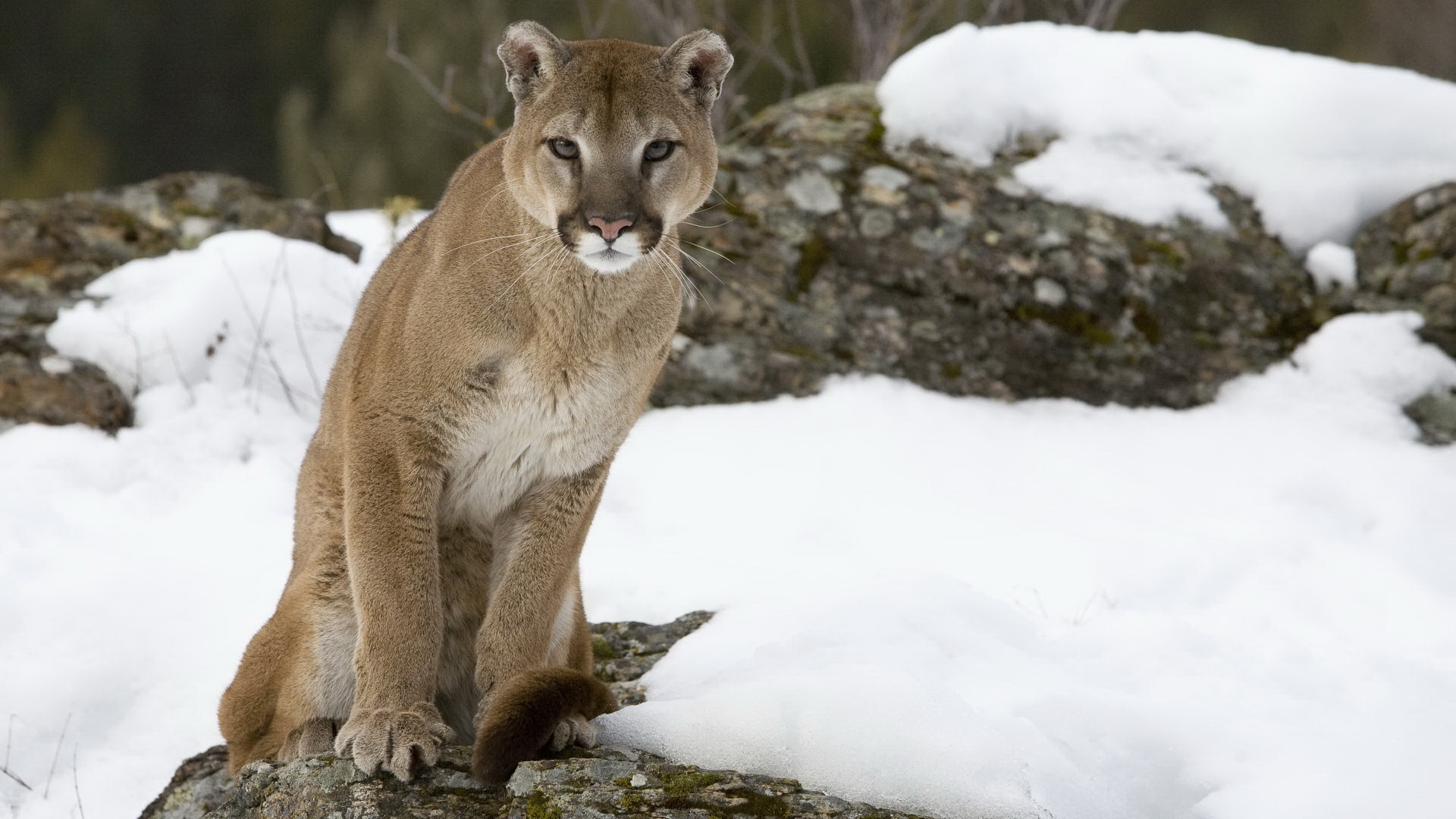 Cougar, Free download, HD wallpapers, Stunning visuals, 1920x1080 Full HD Desktop