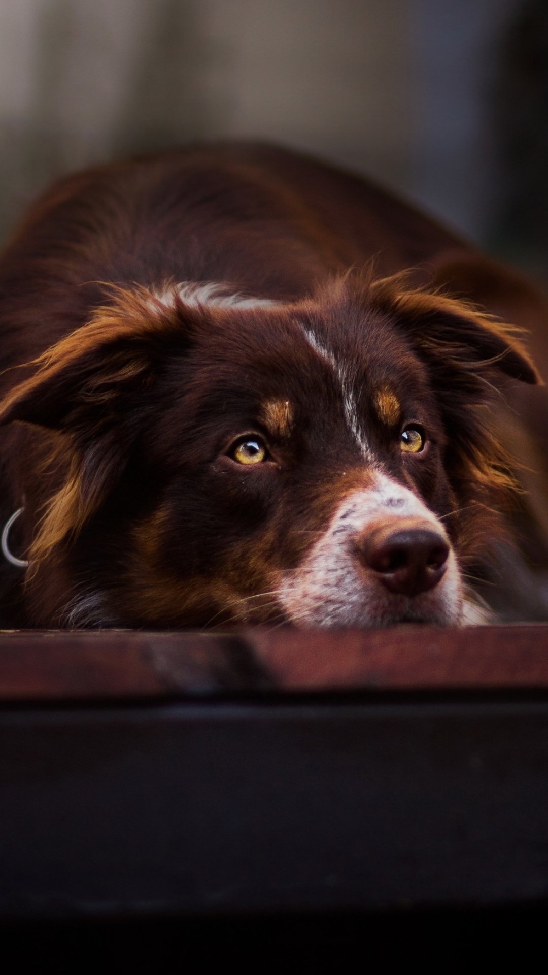 Devoted canine friend, Animal lover's delight, Dog's loyal eyes, Furry companion, 1080x1920 Full HD Phone