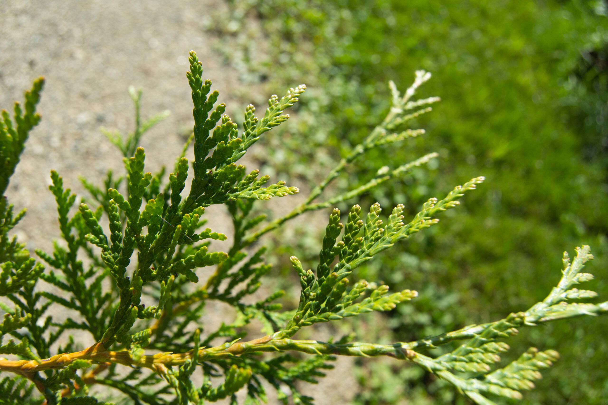 Thuja green giant, Ontario's pride, Tall and majestic, Green foliage, 2560x1710 HD Desktop