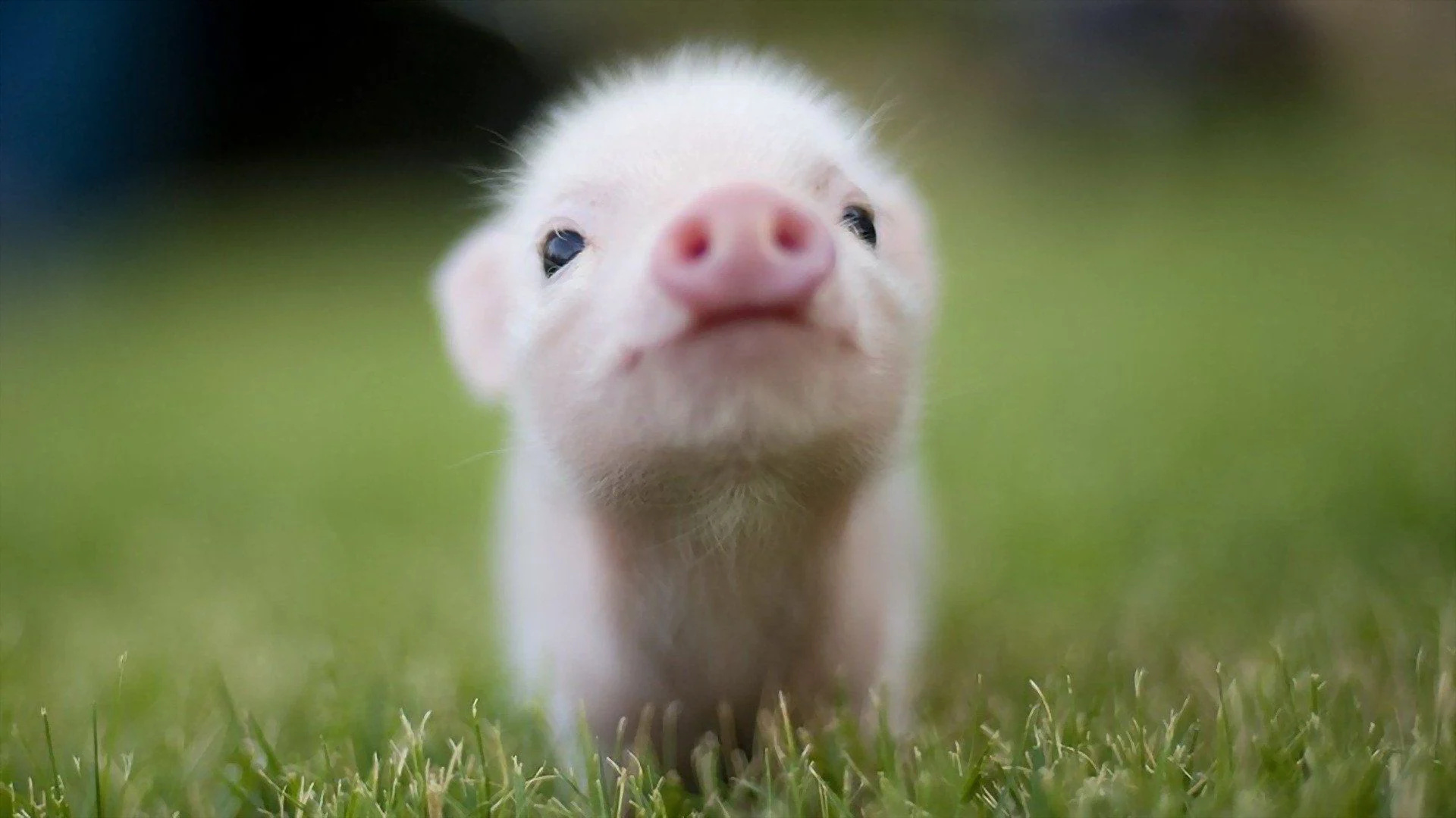 Pig, Baby Animal Wallpaper, 1920x1080 Full HD Desktop