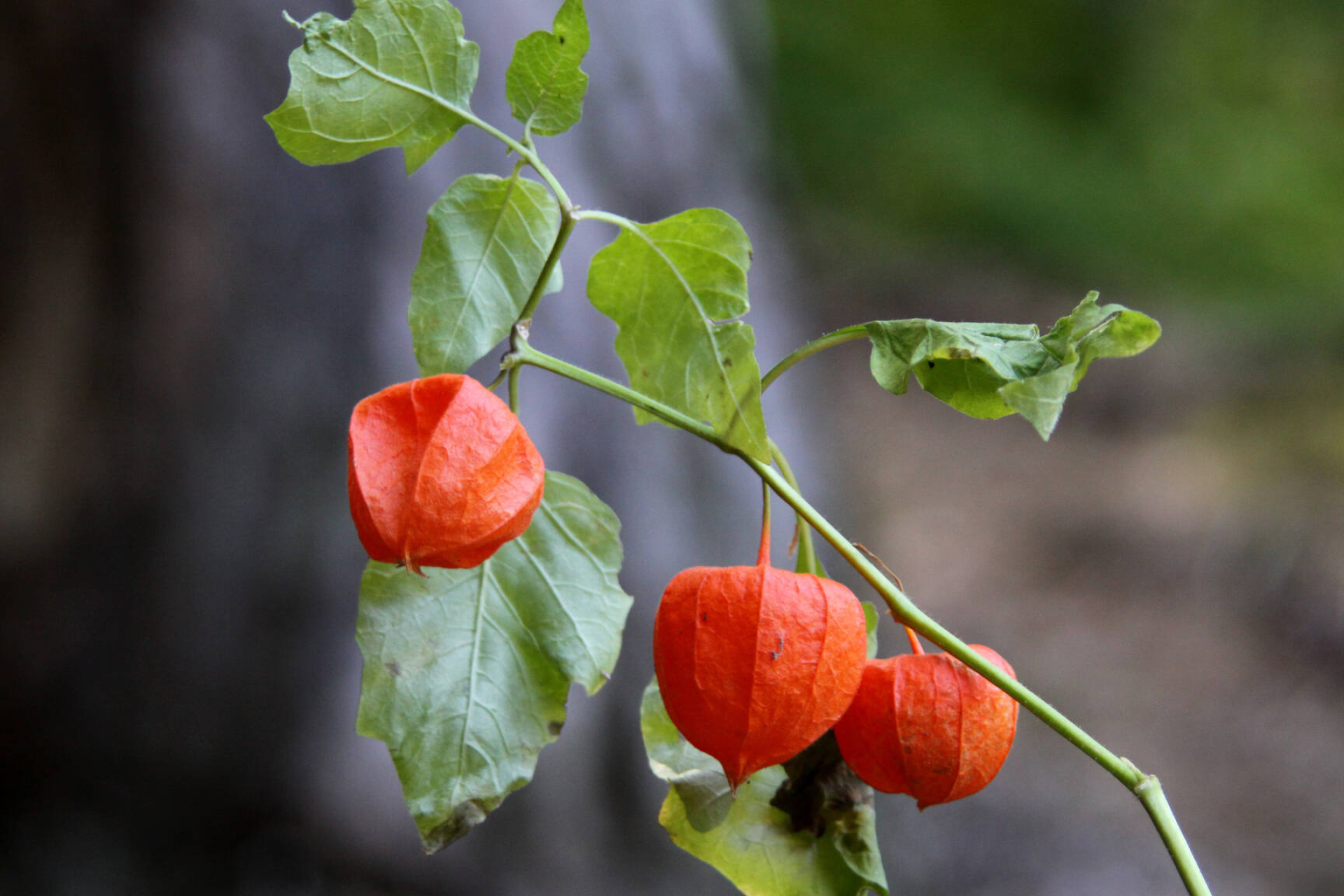 Physalis, Beautiful flower, Botanical images, Vibrant blooms, 1920x1280 HD Desktop