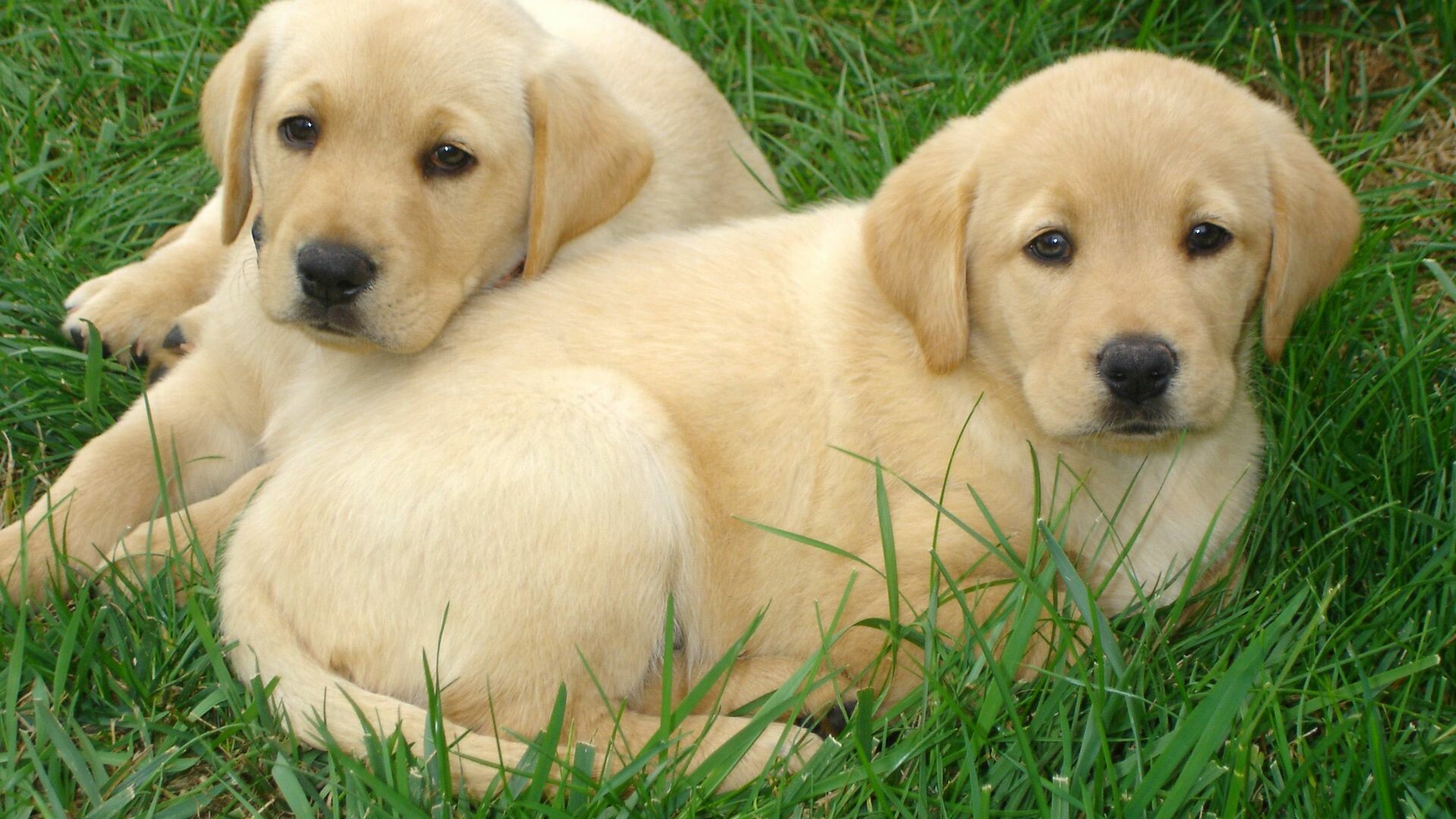 Labrador Retriever wallpapers, High resolution, Quality download, Classic beauty, 1920x1080 Full HD Desktop