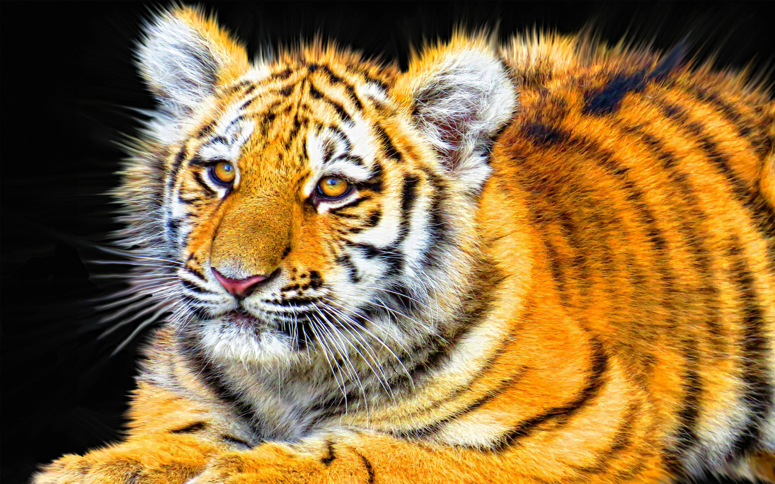 Tiger Cub, Animals, Wallpaper, 2560x1600 HD Desktop