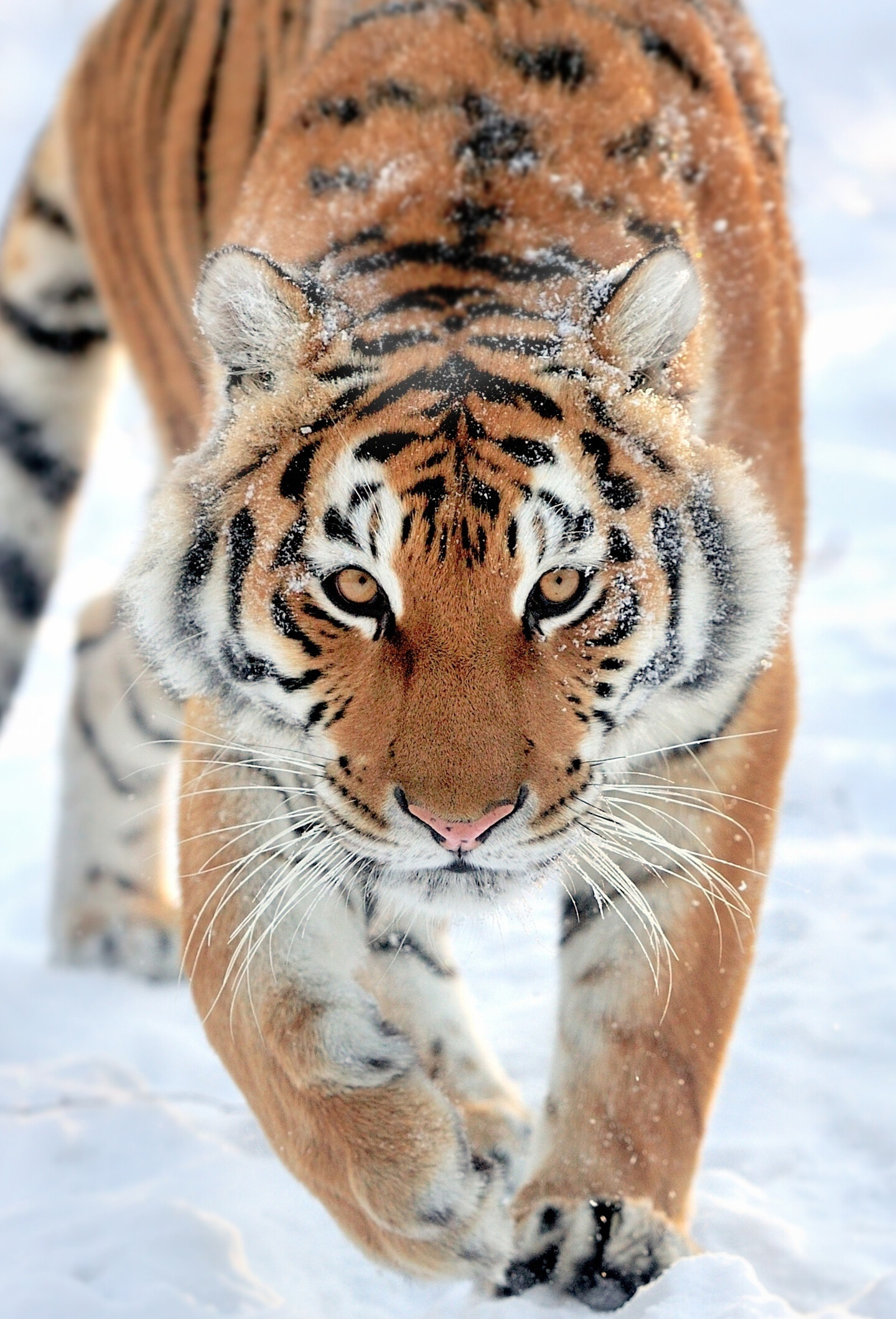 Tiger walk, Wildlife predator, LG V30, HD image, 1440x2120 HD Phone