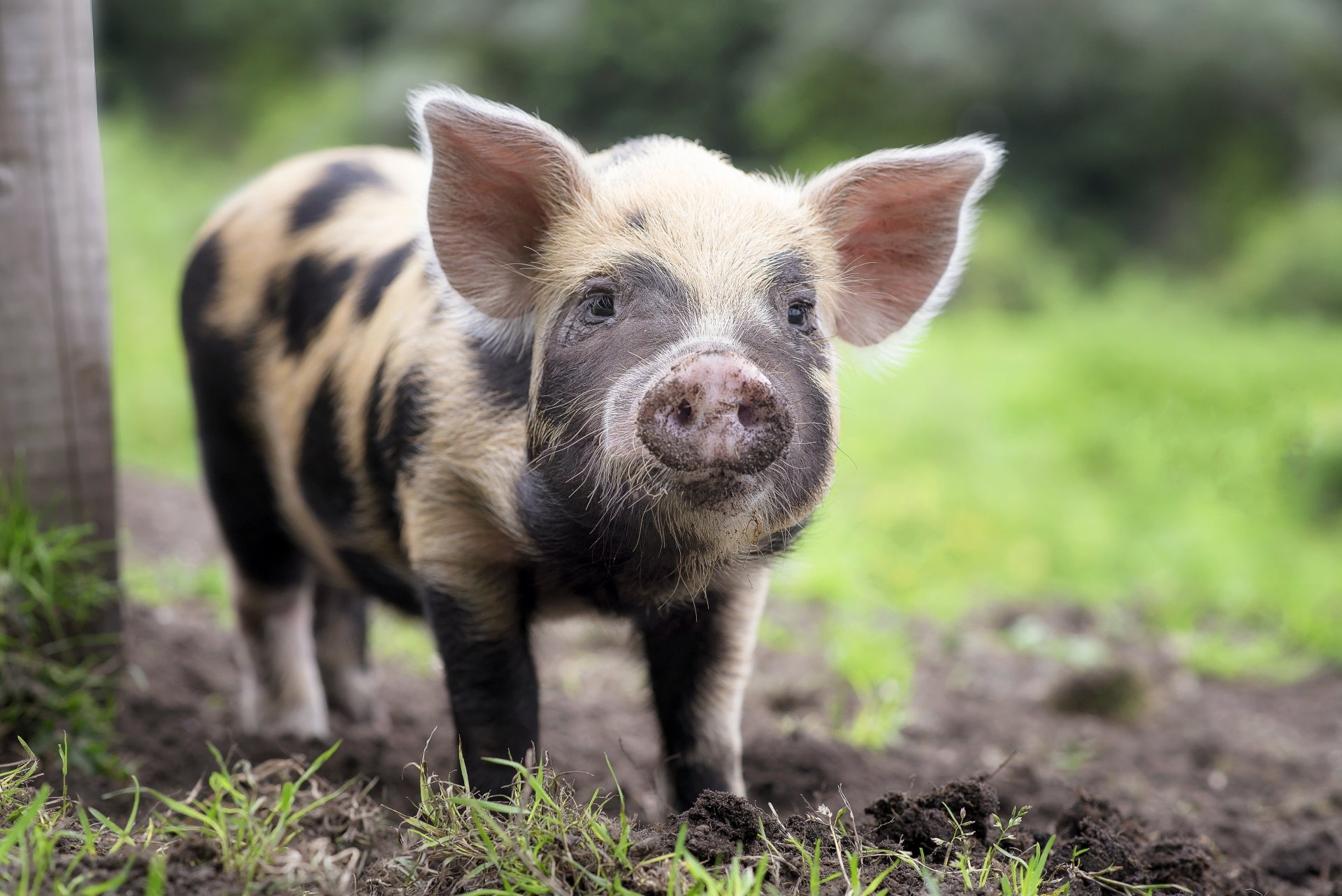 4K pig wallpapers, Background beauty, Piggy adorableness, Enchanting snouts, 1920x1290 HD Desktop