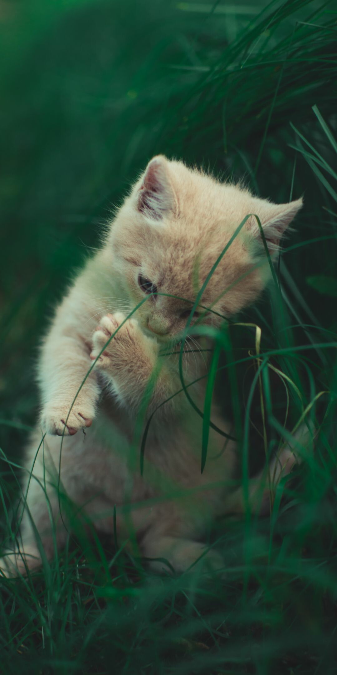 Best kitten backgrounds, Wallpapers for cat lovers, Meow-velous cuteness, Picture-perfect felines, 1080x2160 HD Phone