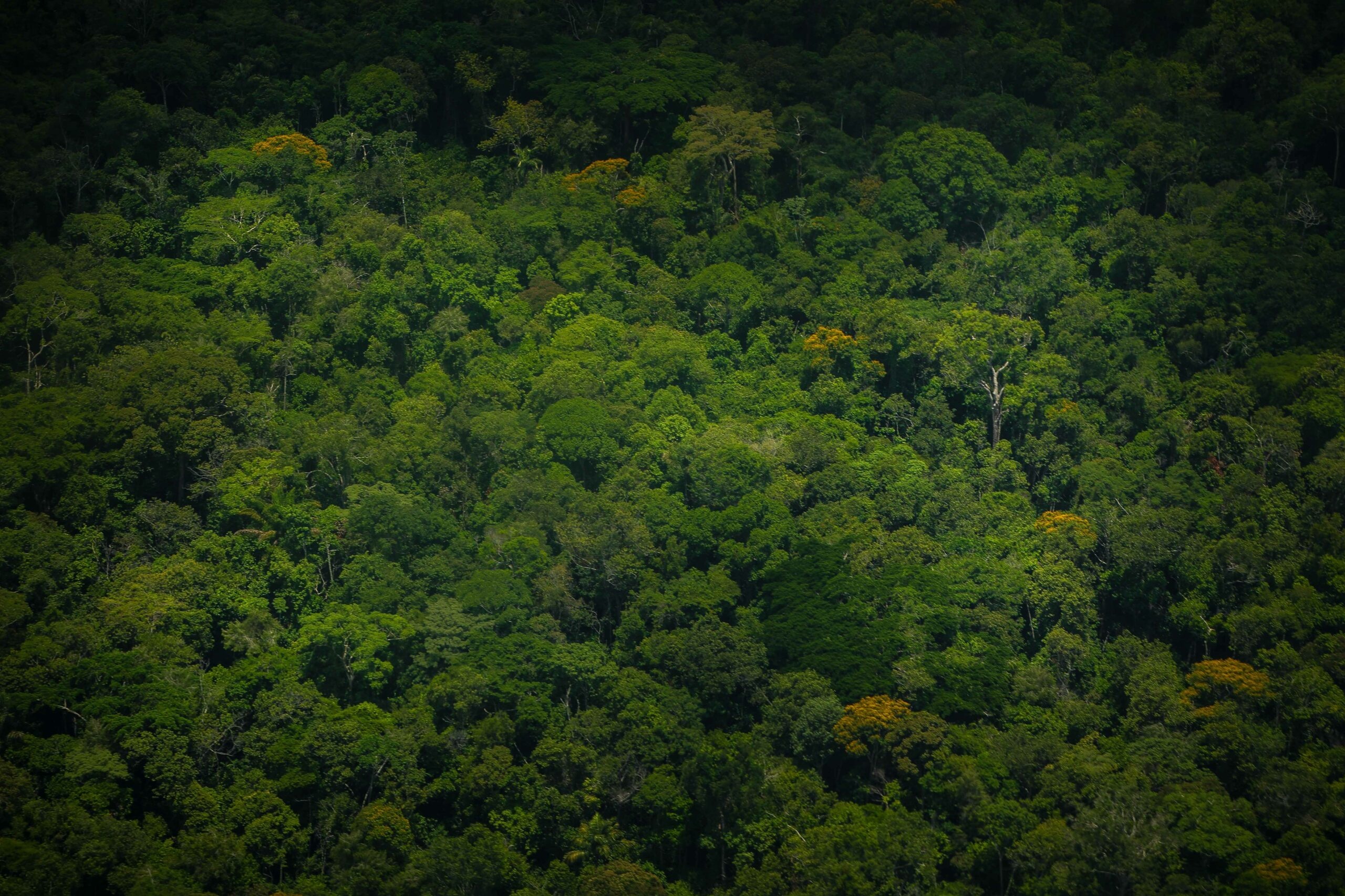 Congolese travels, Partners and collaborators, Rights resources, Identified, 2560x1710 HD Desktop