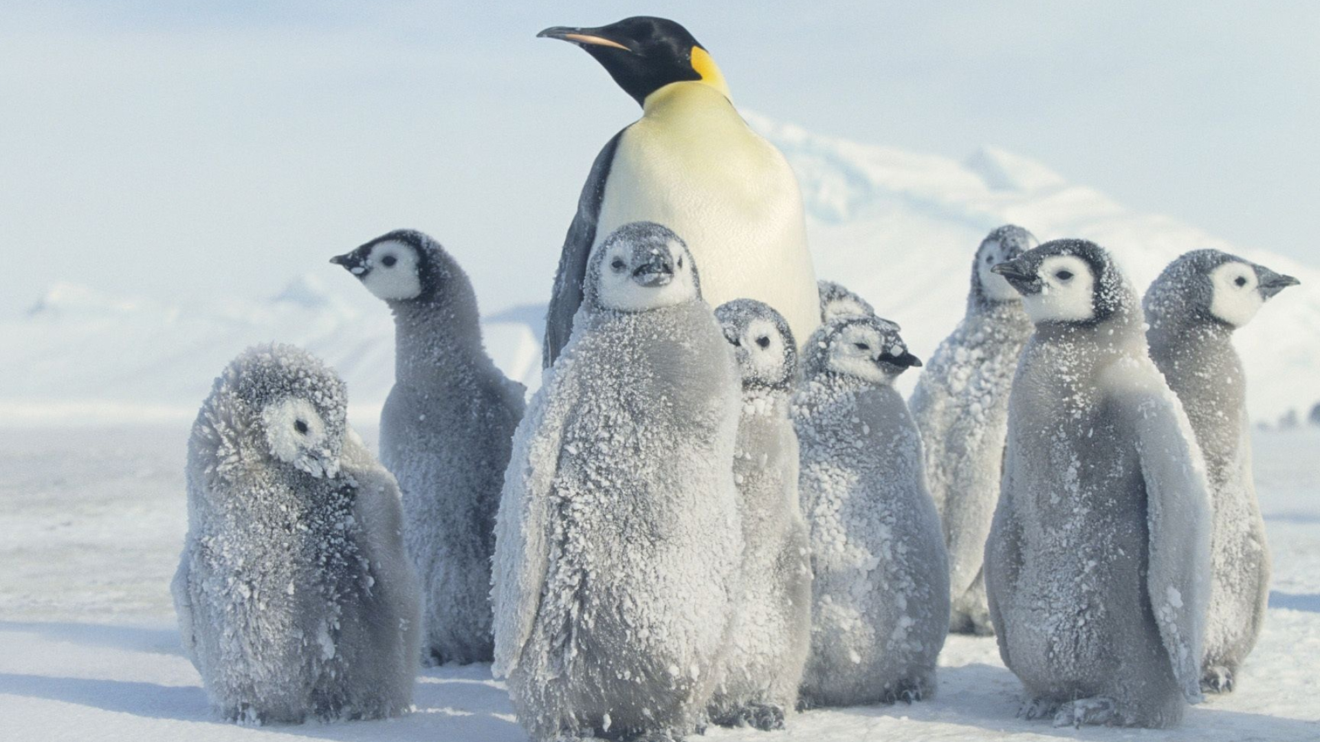 Penguin, Pinguin wallpapers, Stunning backgrounds, Digital delight, 1920x1080 Full HD Desktop