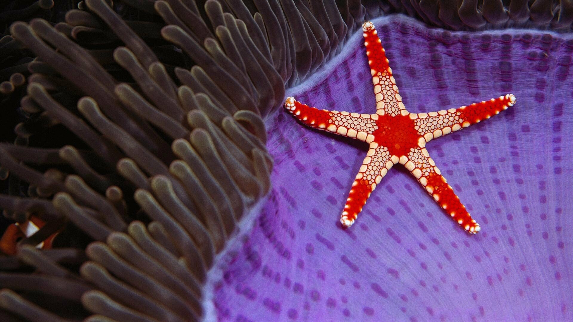 Coral, Starfish Wallpaper, 1920x1080 Full HD Desktop