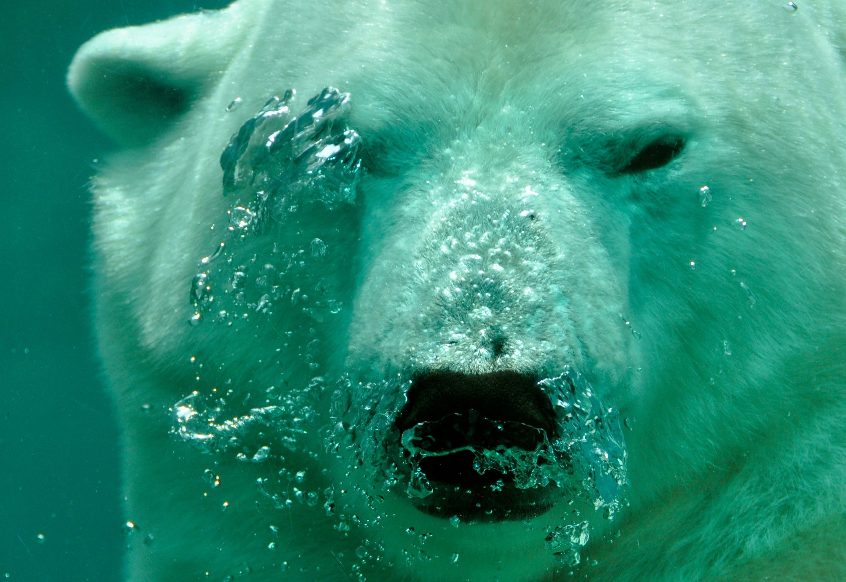 High-quality polar bear photos, Free download, Pexels stock gallery, Breathtaking images, 2850x1960 HD Desktop