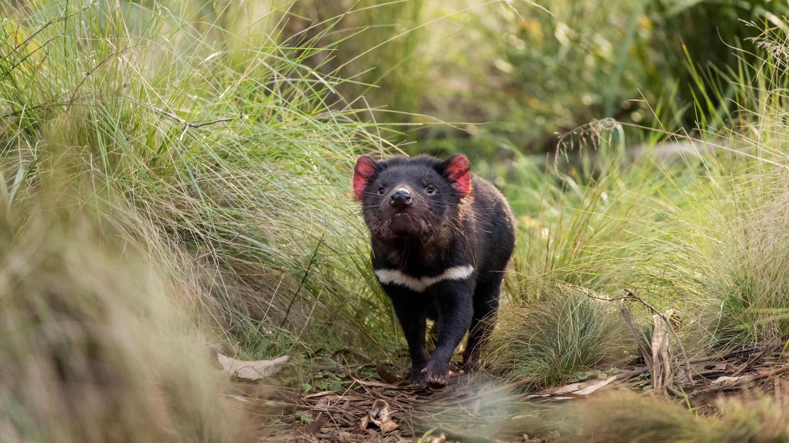 Tasmanian Devil, Milestone for Australia, Births after 3,000 years, 3000x1690 HD Desktop