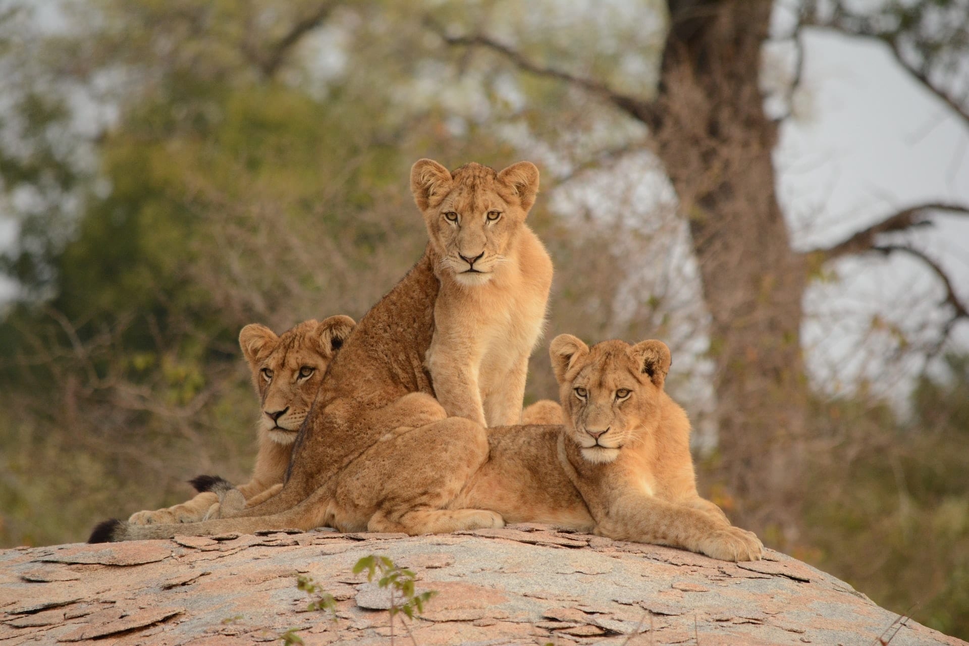 Kruger National Park, Open secret, Secret Africa, 1920x1280 HD Desktop