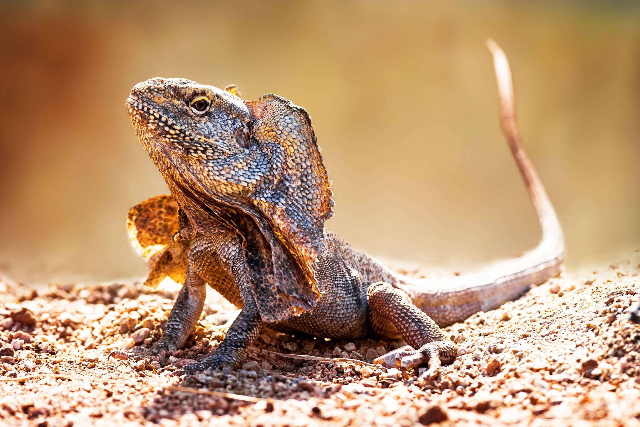 Frilled-neck lizard, Unique reptilian feature, Stunning wallpapers, High-quality images, 2050x1370 HD Desktop