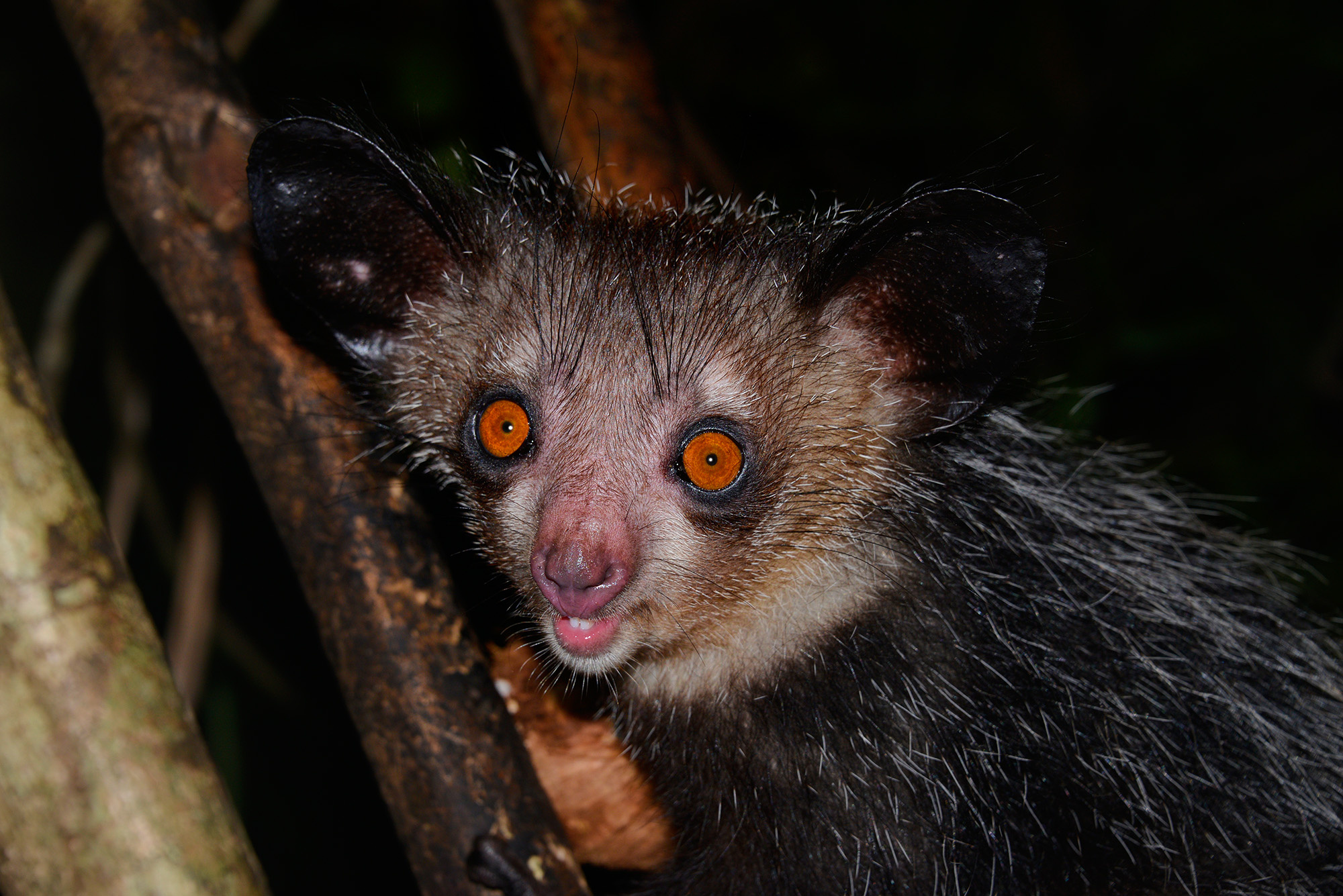 Tanalahorizon's Aye Aye, Adventurous Madagascar trip, Nature photography, Memorable experience, 2000x1340 HD Desktop