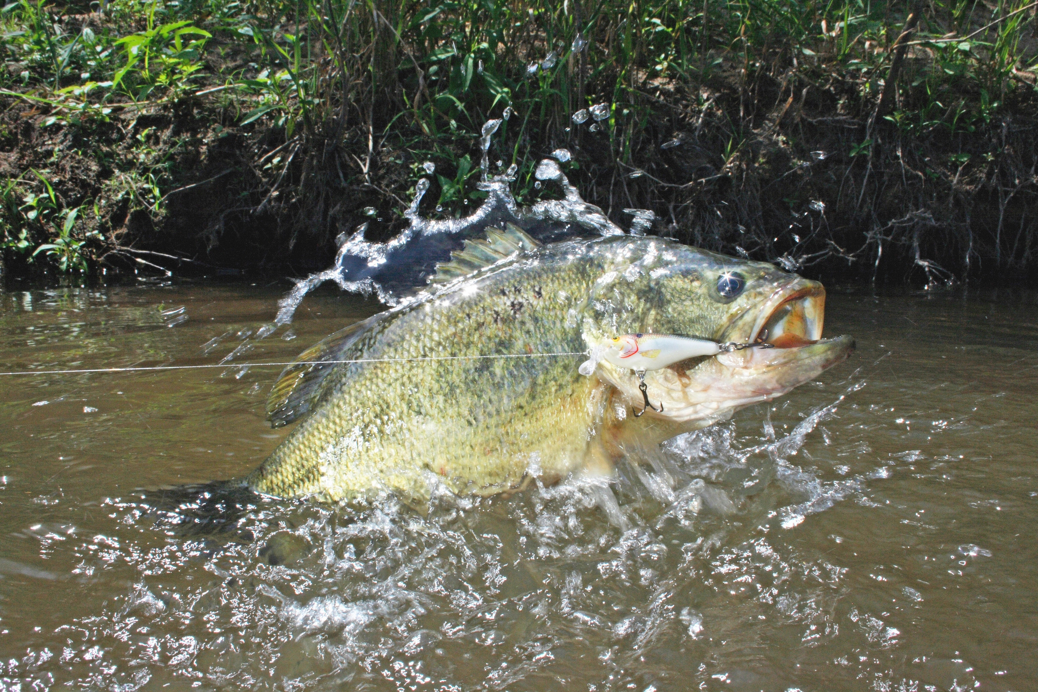 14 Pound Largemouth, Bass Caught, Texas Lake, 2130x1420 HD Desktop