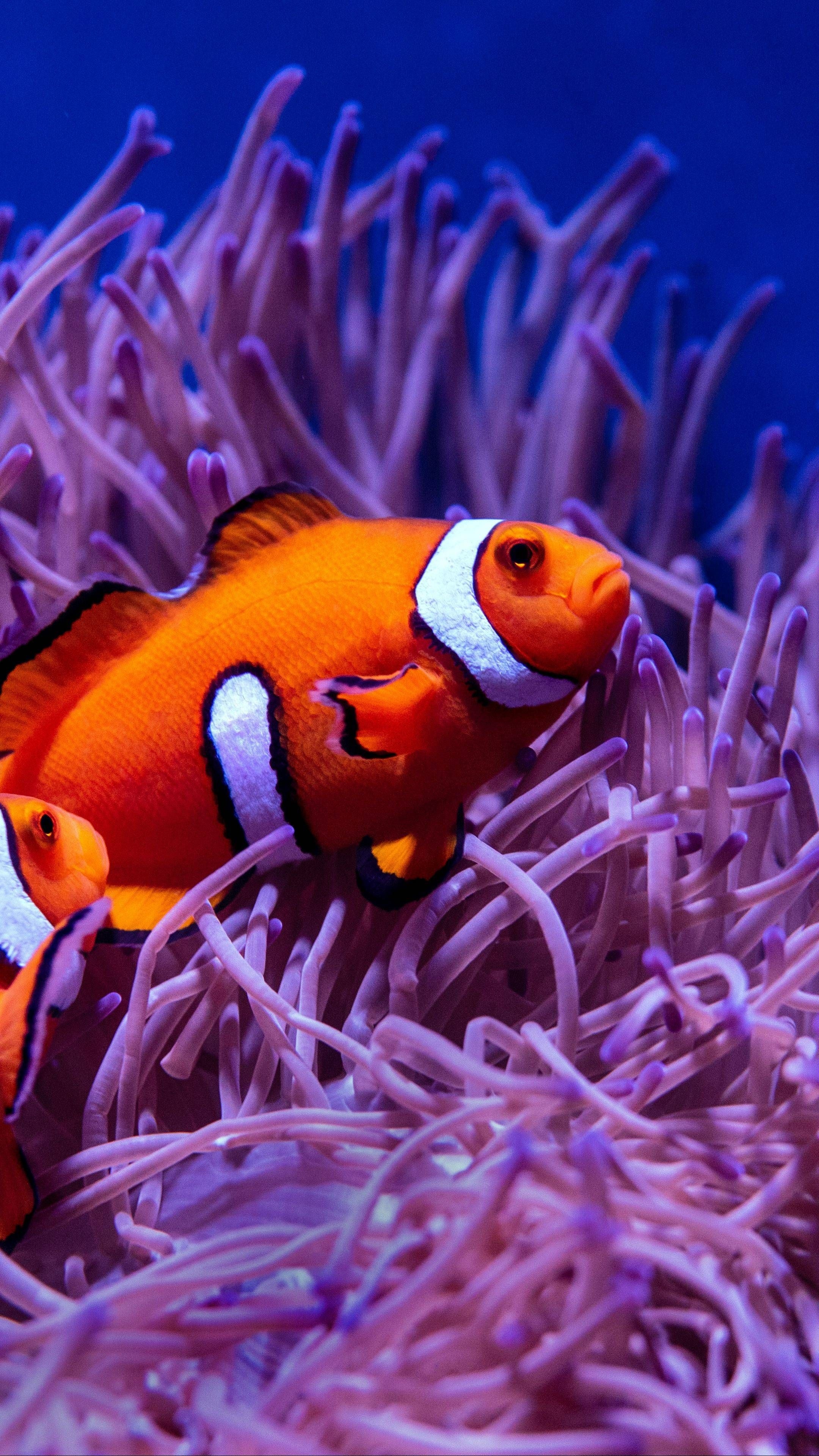 Clown Fish, iPhone wallpapers, Mobile phone backgrounds, Underwater beauty, 2160x3840 4K Phone