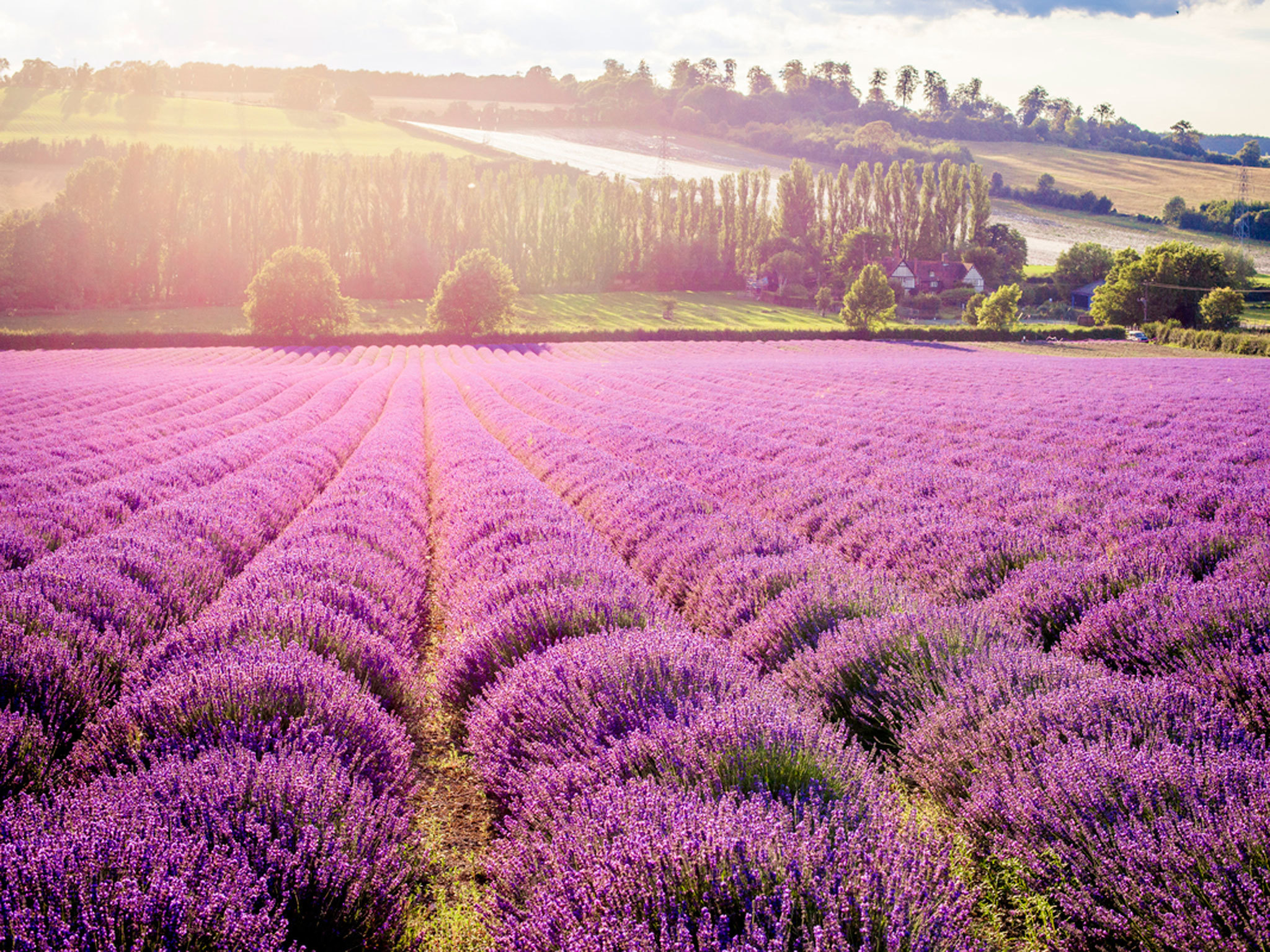 Loveliest places, See lavender in London, London lavender fields, Nature's delight, 2050x1540 HD Desktop