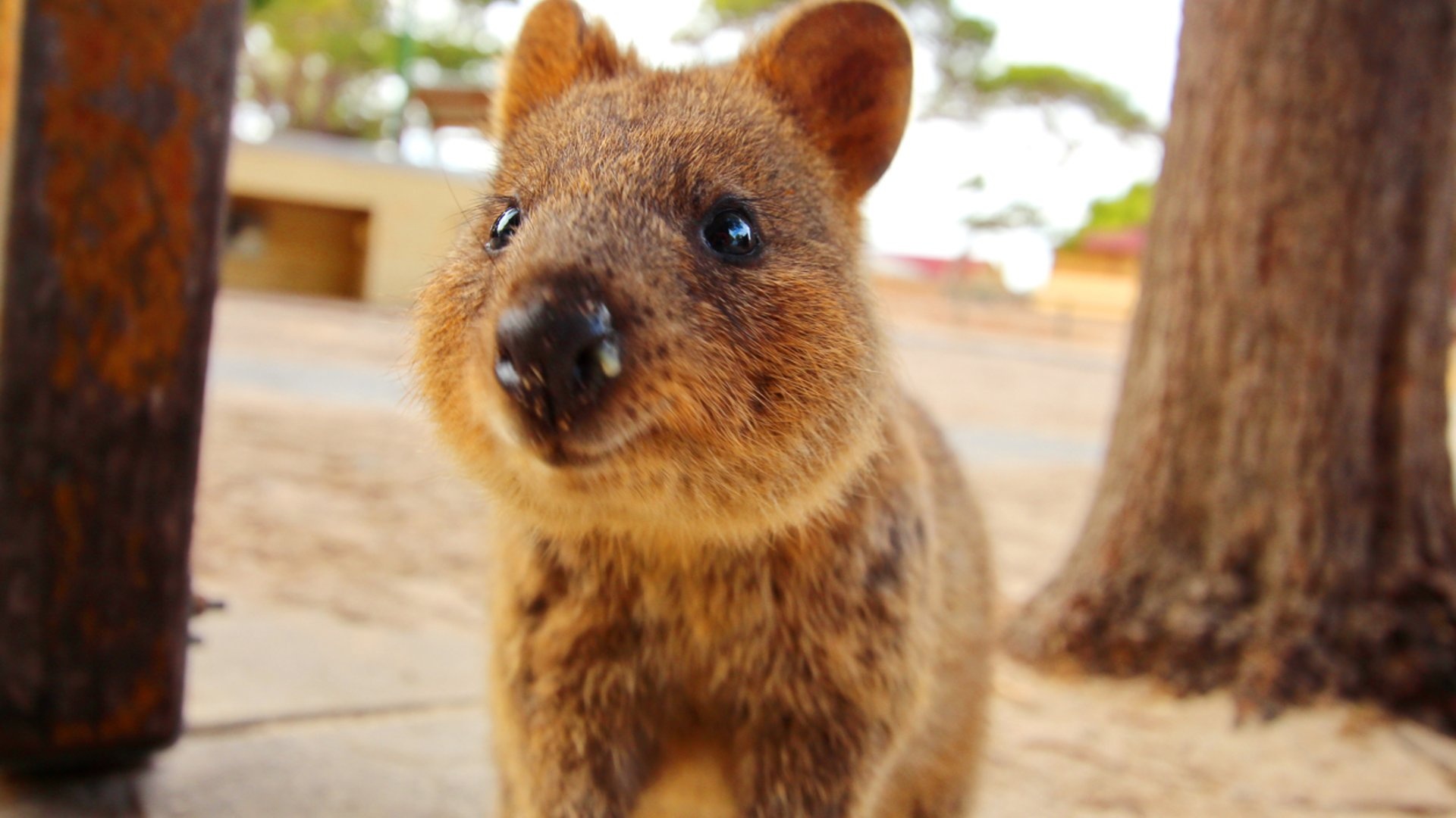 Quokka selfie trend, Happiest creature, Selfie craze, Social media sensation, 1920x1080 Full HD Desktop