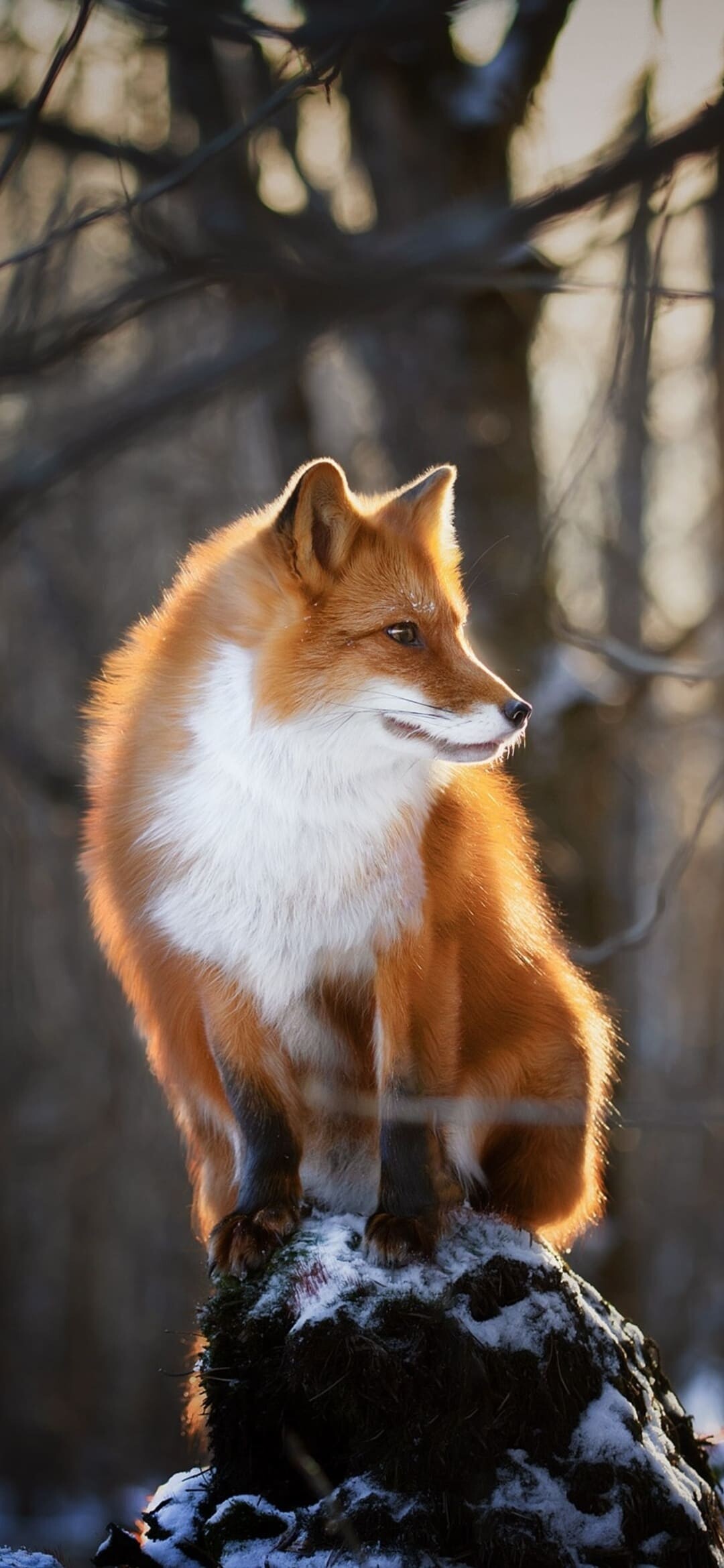 Fox, Android mobile, Vivid fur, Wild animal, 1080x2340 HD Phone