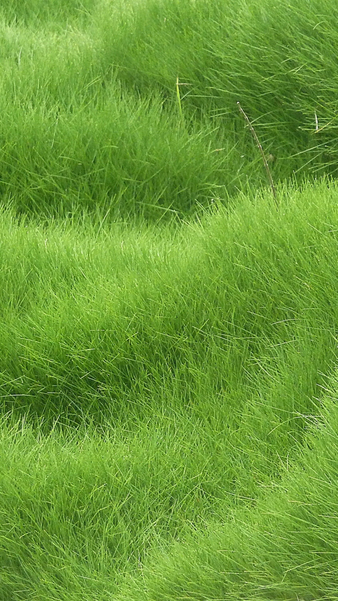 Grass texture wallpaper, Nature wallpapers, Textured backdrop, Organic design, 1080x1920 Full HD Phone