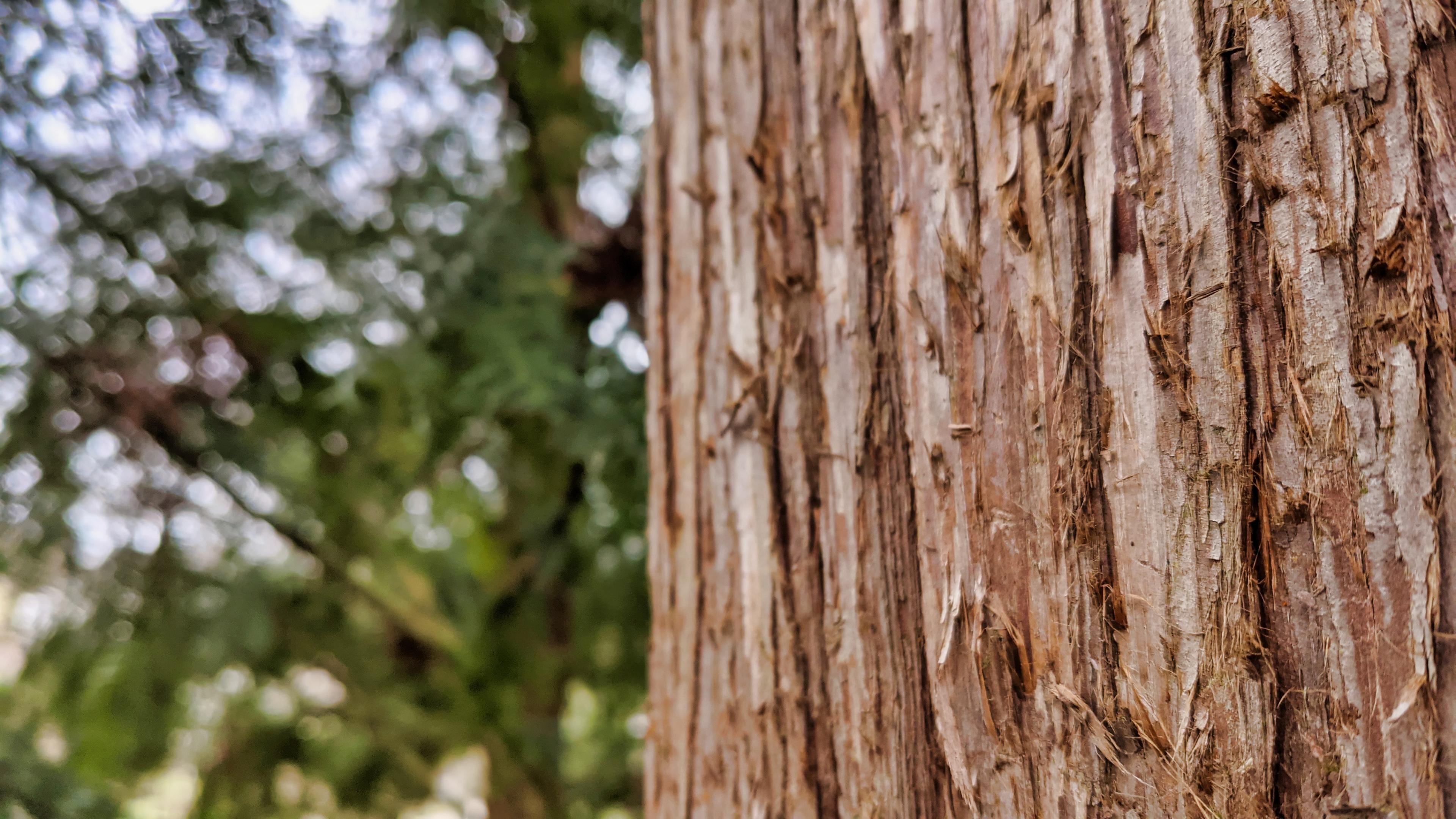 Trunk, Redwood tree Wallpaper, 3840x2160 4K Desktop