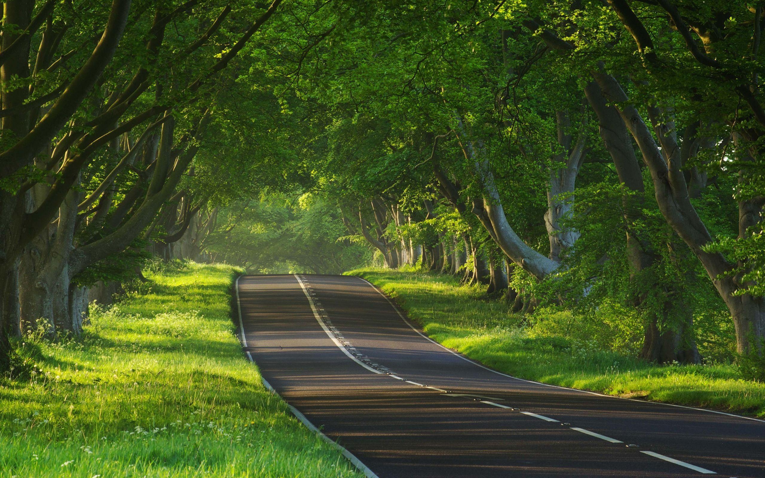 Kingston Lacy beech avenue, paved tree-lined road, sunlit forest canopy, HD Desktop wallpaper