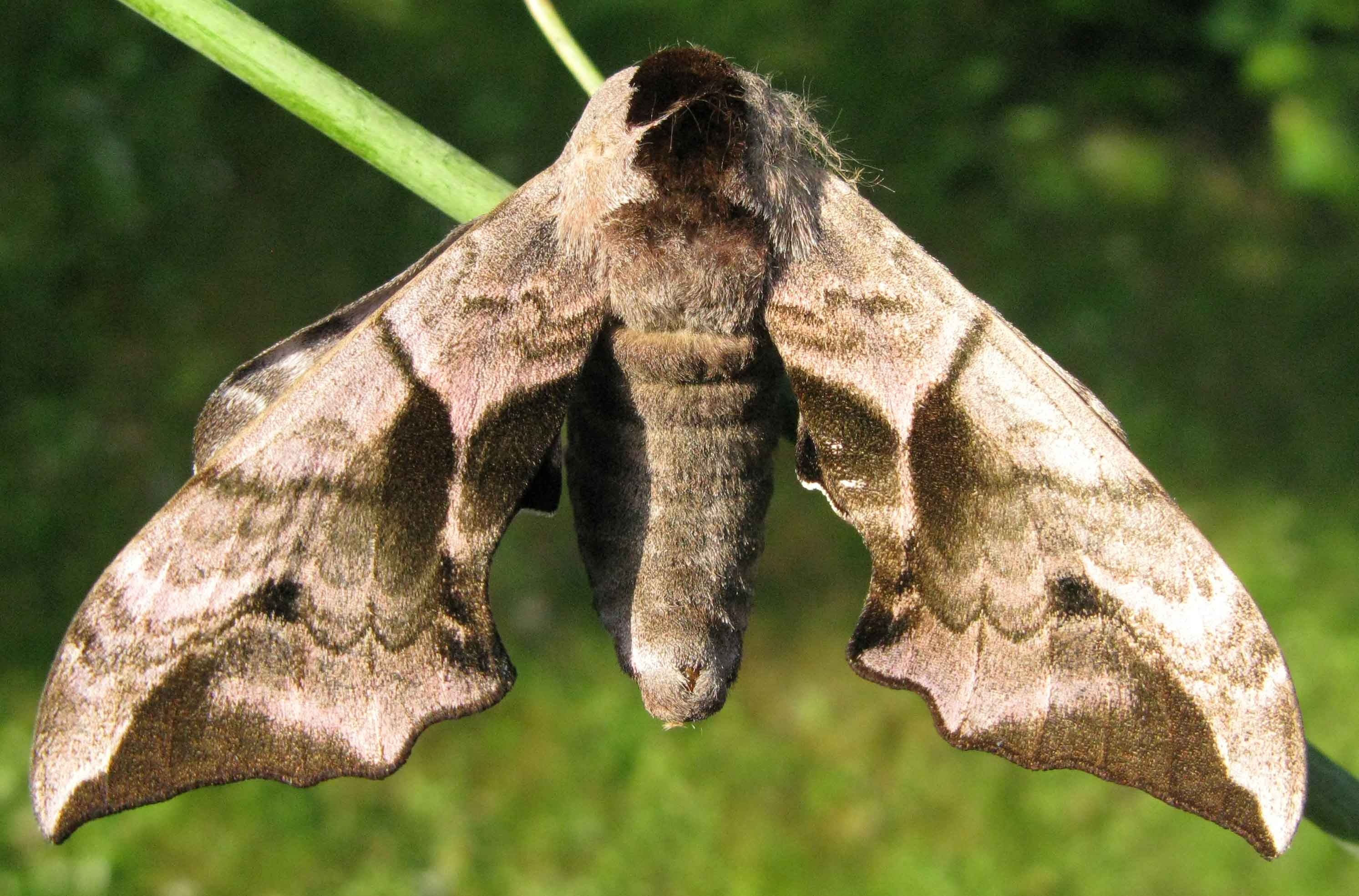 Hawk moth wallpapers, Animal HQ, 4K wallpapers, 2019, 2990x1970 HD Desktop