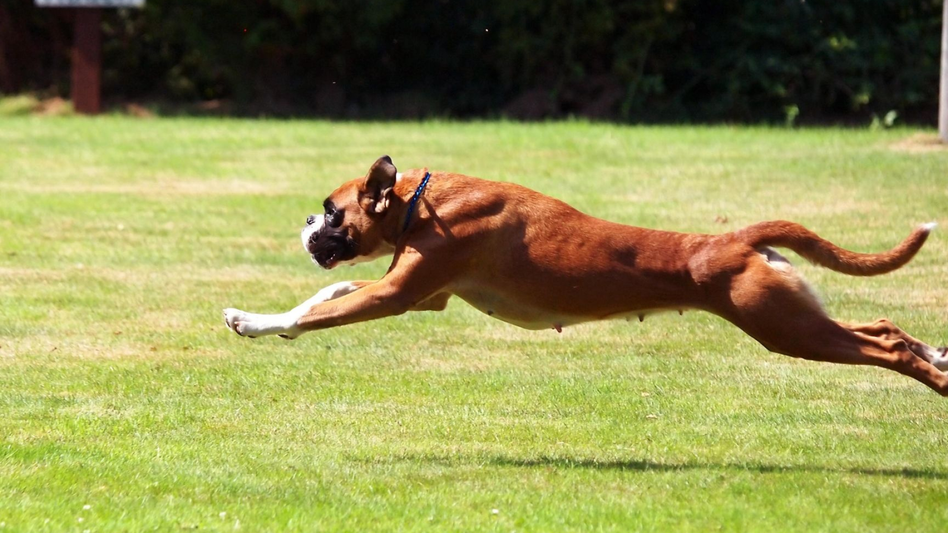 Boxer, Dog Sports Wallpaper, 1920x1080 Full HD Desktop