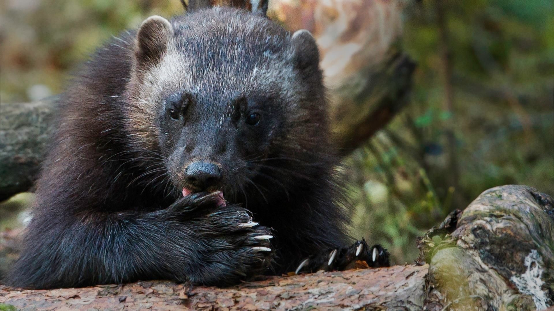 Wolverine gulo gulo, Natural sciences and technology, Wolverine animal, Animals wolverines, 1920x1080 Full HD Desktop