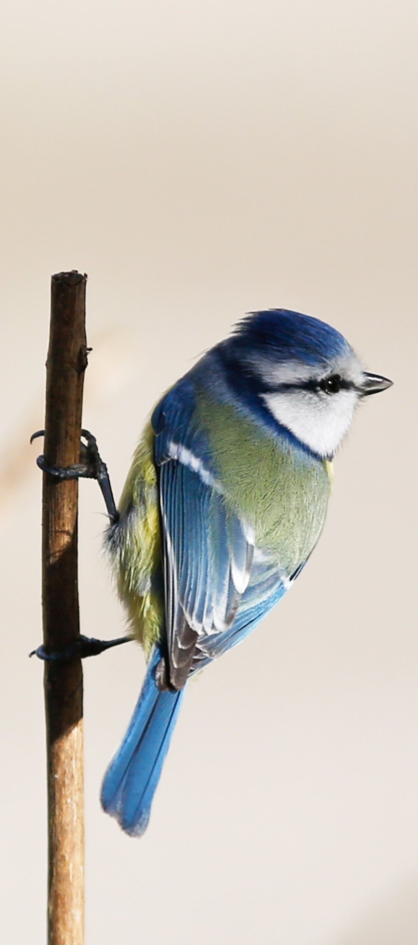 Pictures birds, Pin on, Birds, 1380x3100 HD Phone