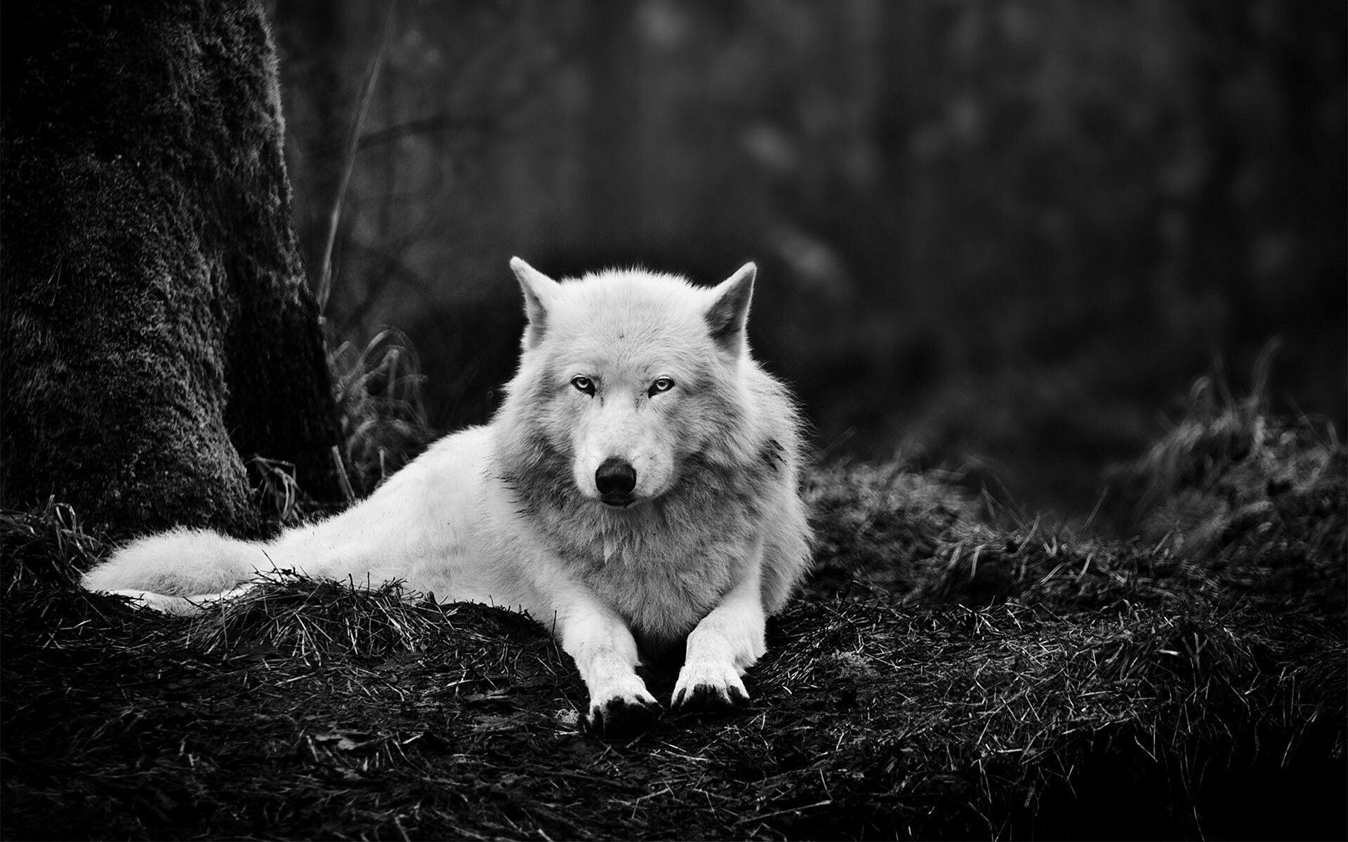 Cool white wolf, Striking contrast, Snowy landscape, Arctic elegance, 1920x1200 HD Desktop