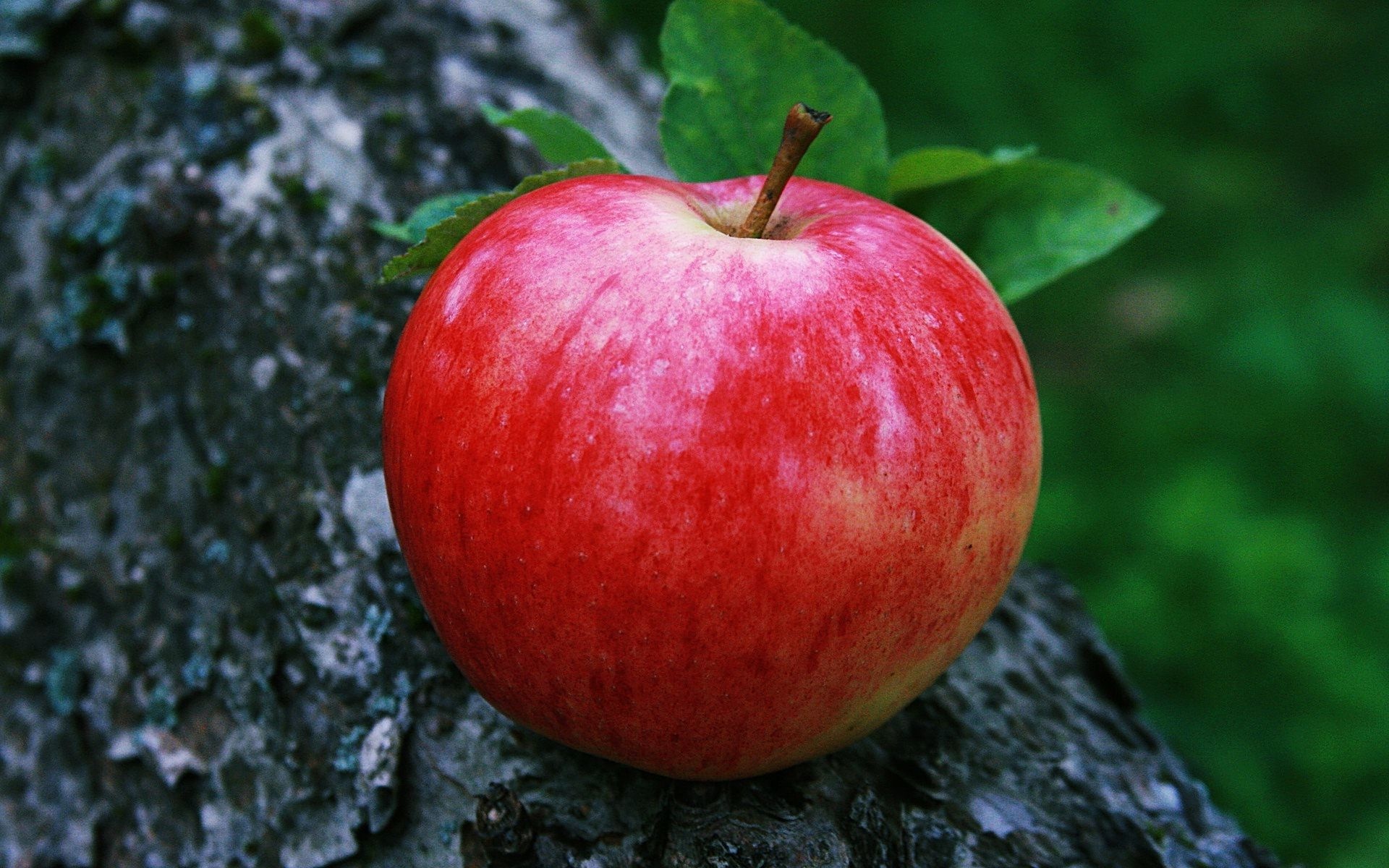 Apple fruit wallpapers, High-quality images, Nature's bounty, Fresh and vibrant, 1920x1200 HD Desktop