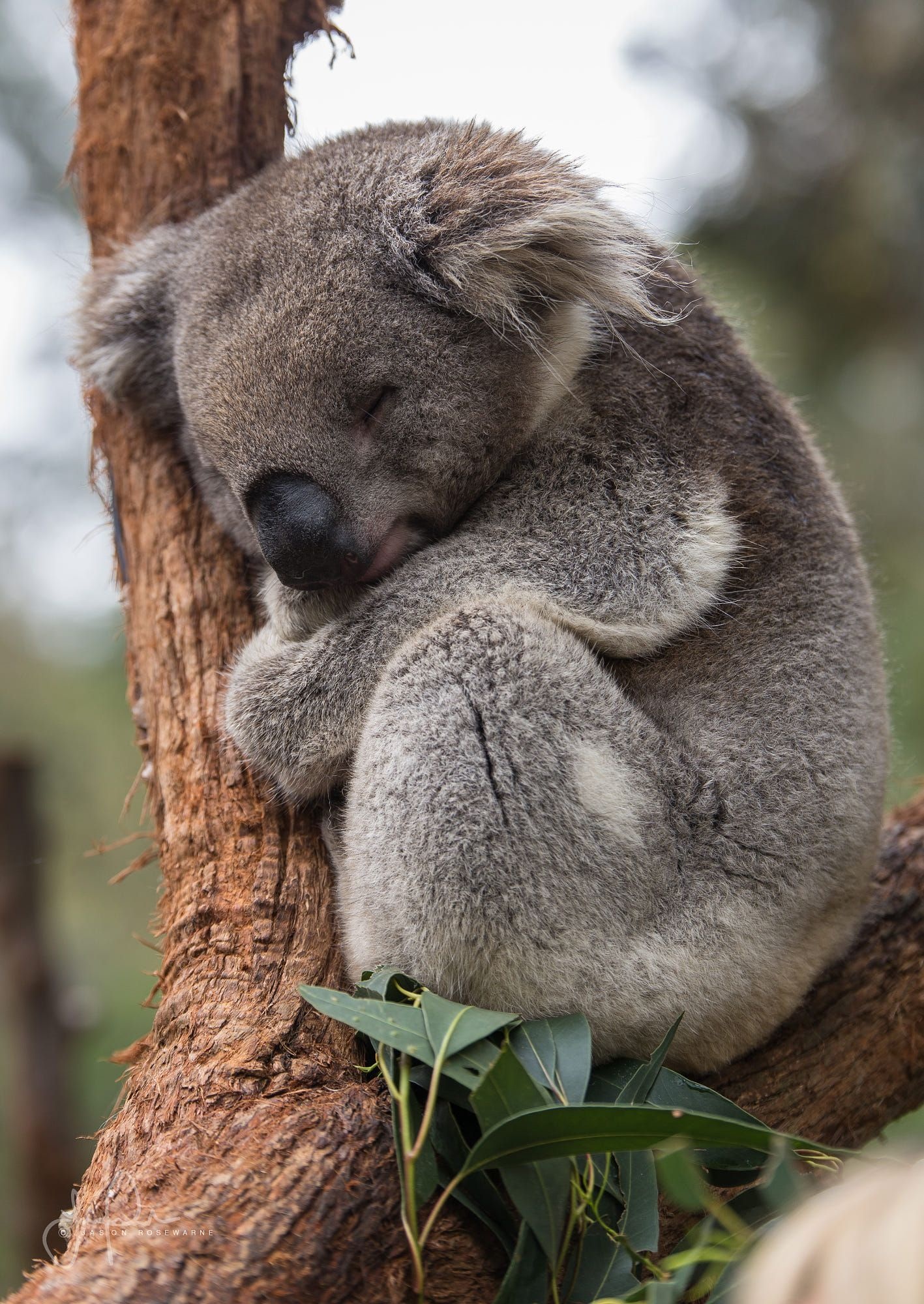 Sleeping koala, Eucalyptus tree branch, Eucalyptus leaves, HD Phone wallpaper